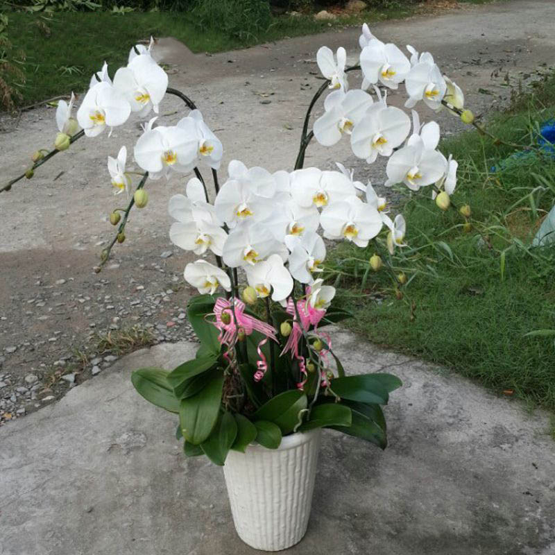 Top hình ảnh hoa lan trắng đẹp nhất mà bạn chưa biết - [Kích thước hình ảnh: 800x800 px]