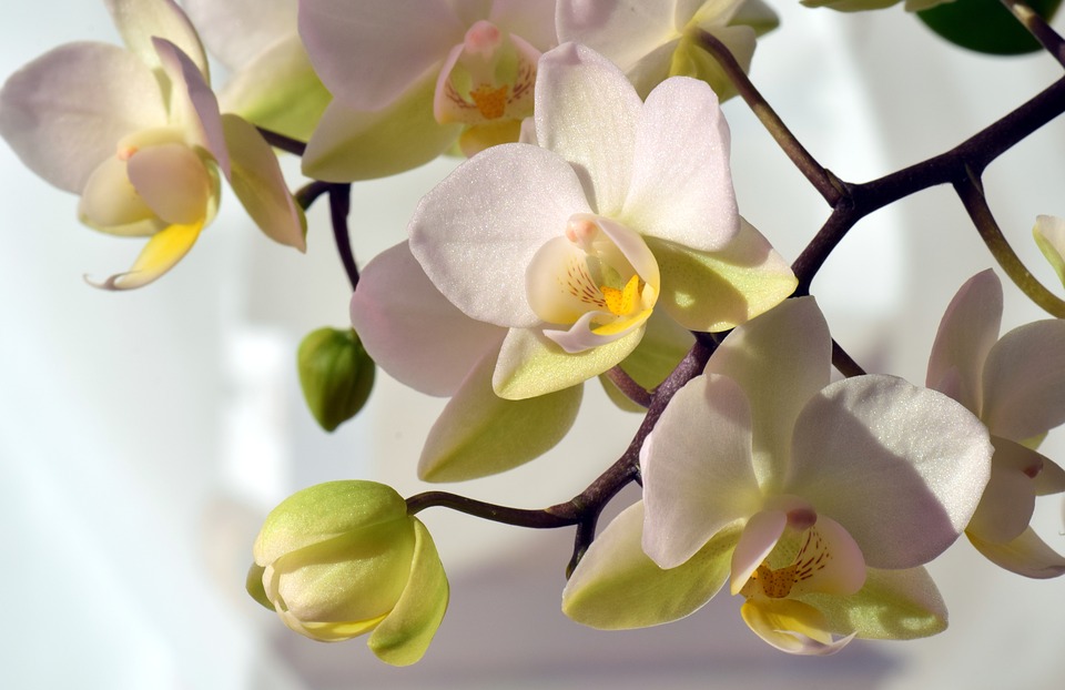 Top hình ảnh hoa lan trắng đẹp nhất mà bạn chưa biết - [Kích thước hình ảnh: 960x622 px]