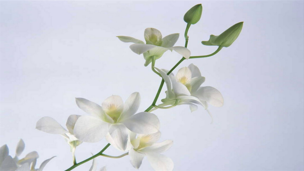 Top hình ảnh hoa lan trắng đẹp nhất mà bạn chưa biết - [Kích thước hình ảnh: 1280x720 px]