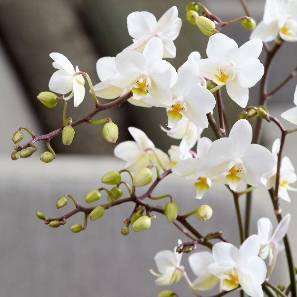 Top hình ảnh hoa lan trắng đẹp nhất mà bạn chưa biết - [Kích thước hình ảnh: 960x960 px]