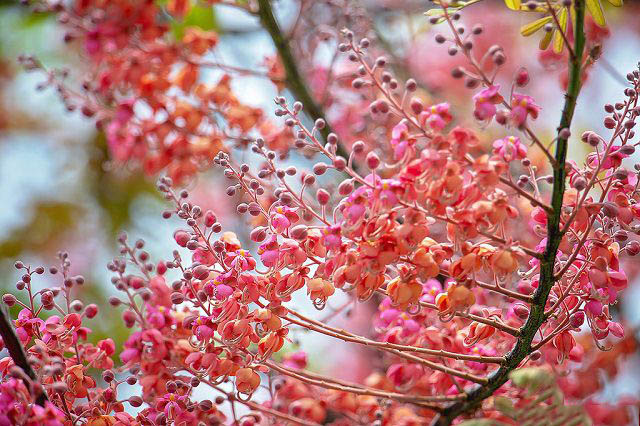 Tổng hợp những hình ảnh đẹp nhất về hoa ô môi - [Kích thước hình ảnh: 640x426 px]