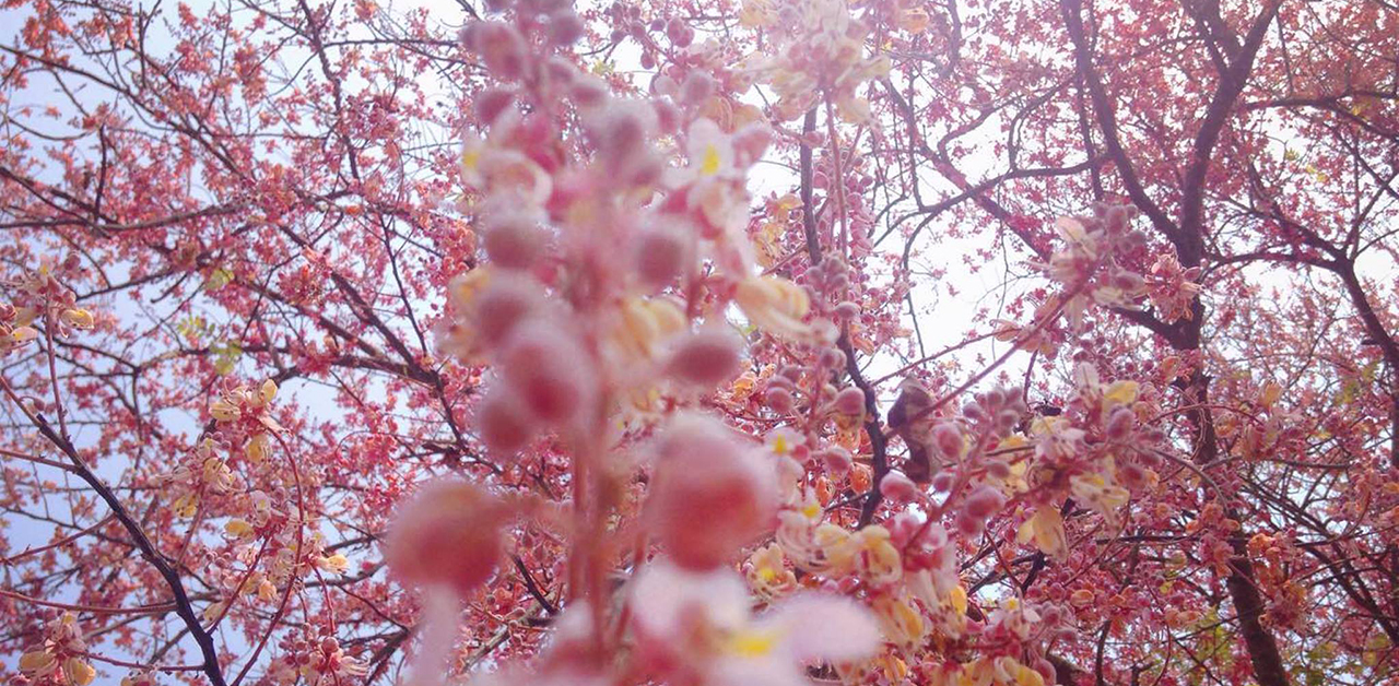 Tổng hợp những hình ảnh đẹp nhất về hoa ô môi - [Kích thước hình ảnh: 1280x628 px]