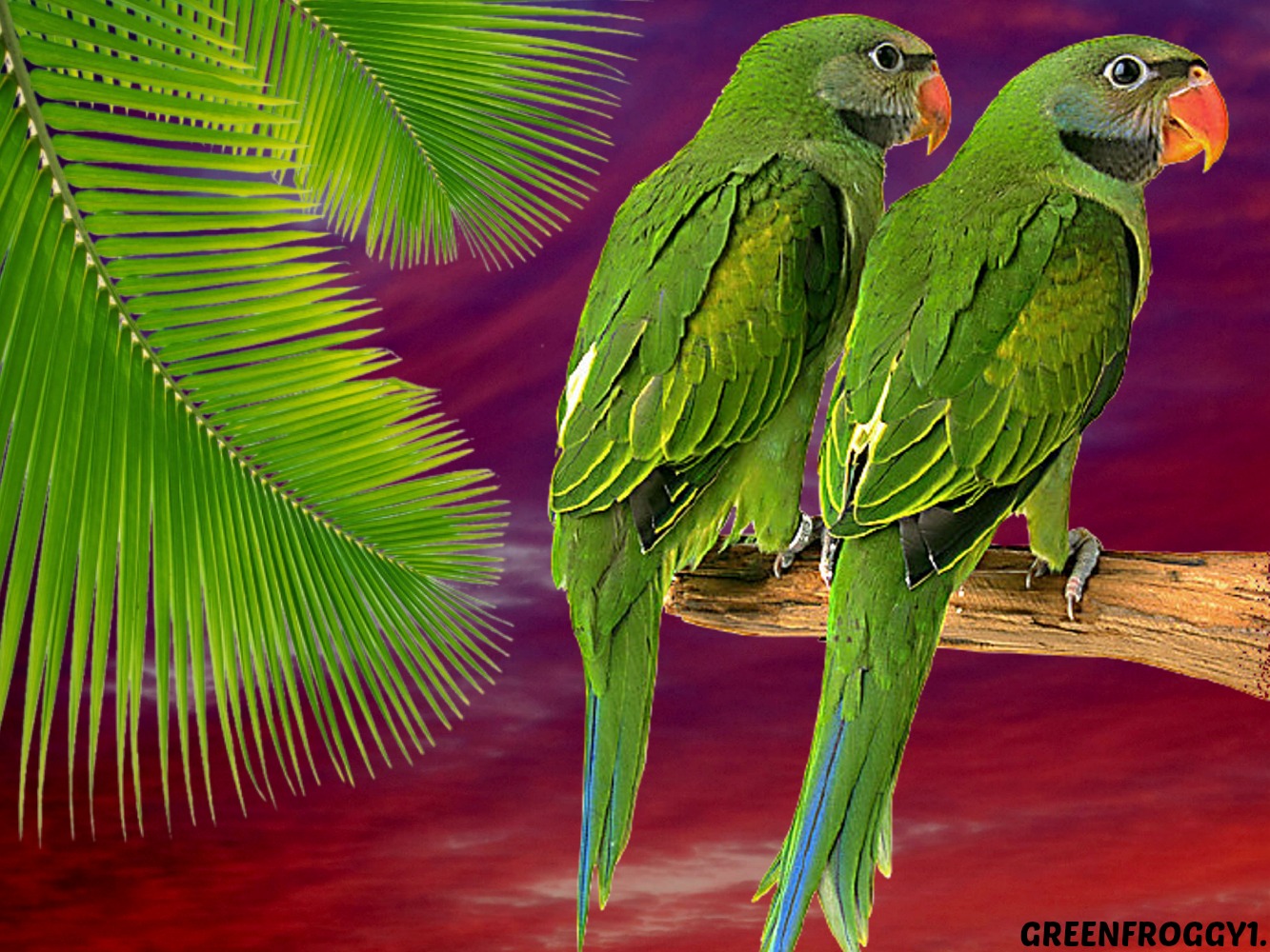 Hình nền chim vẹt sặc sỡ và đáng yêu nhất thế giới - [Kích thước hình ảnh: 1333x1000 px]