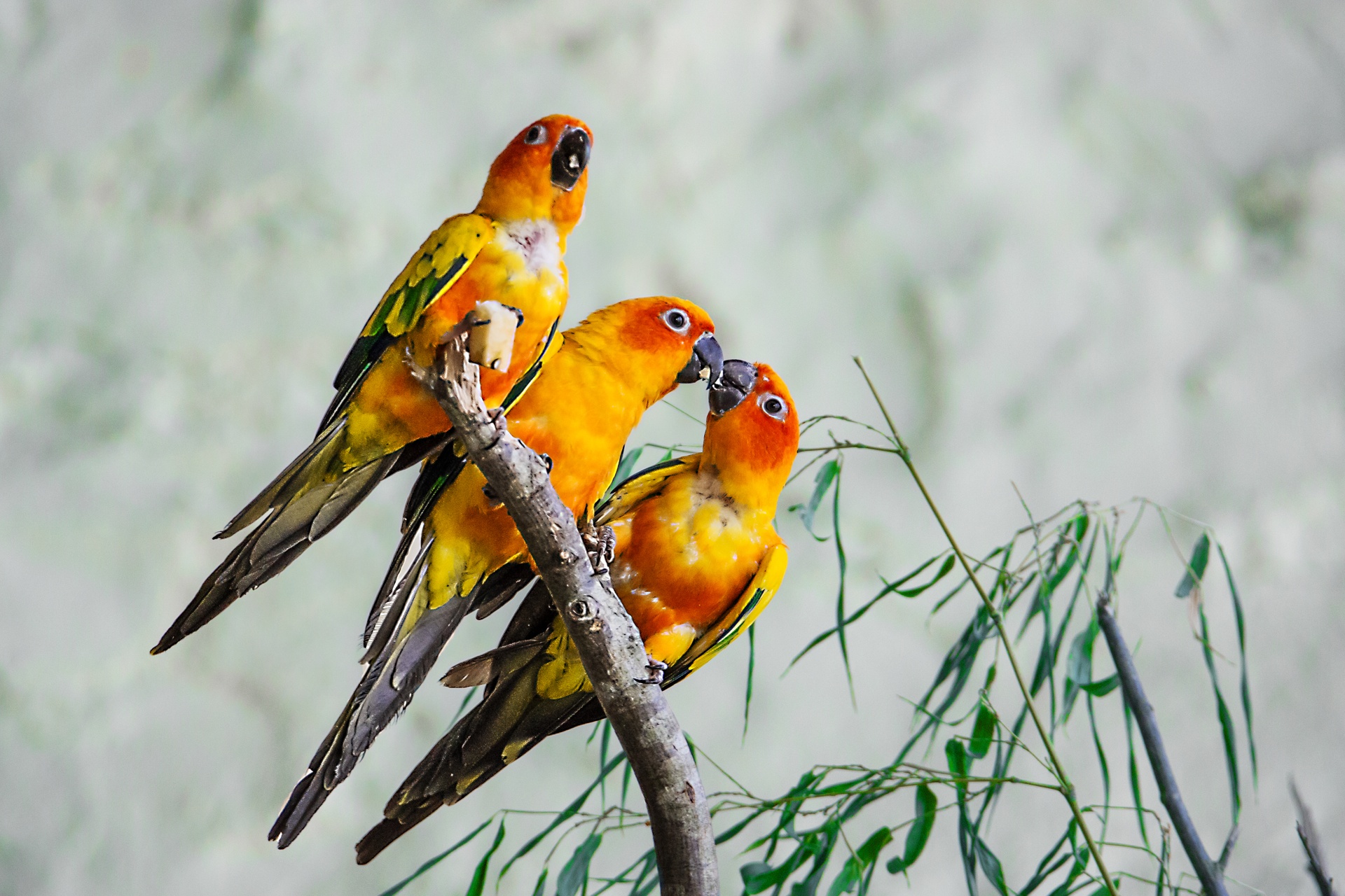 Hình nền chim vẹt sặc sỡ và đáng yêu nhất thế giới - [Kích thước hình ảnh: 1920x1280 px]