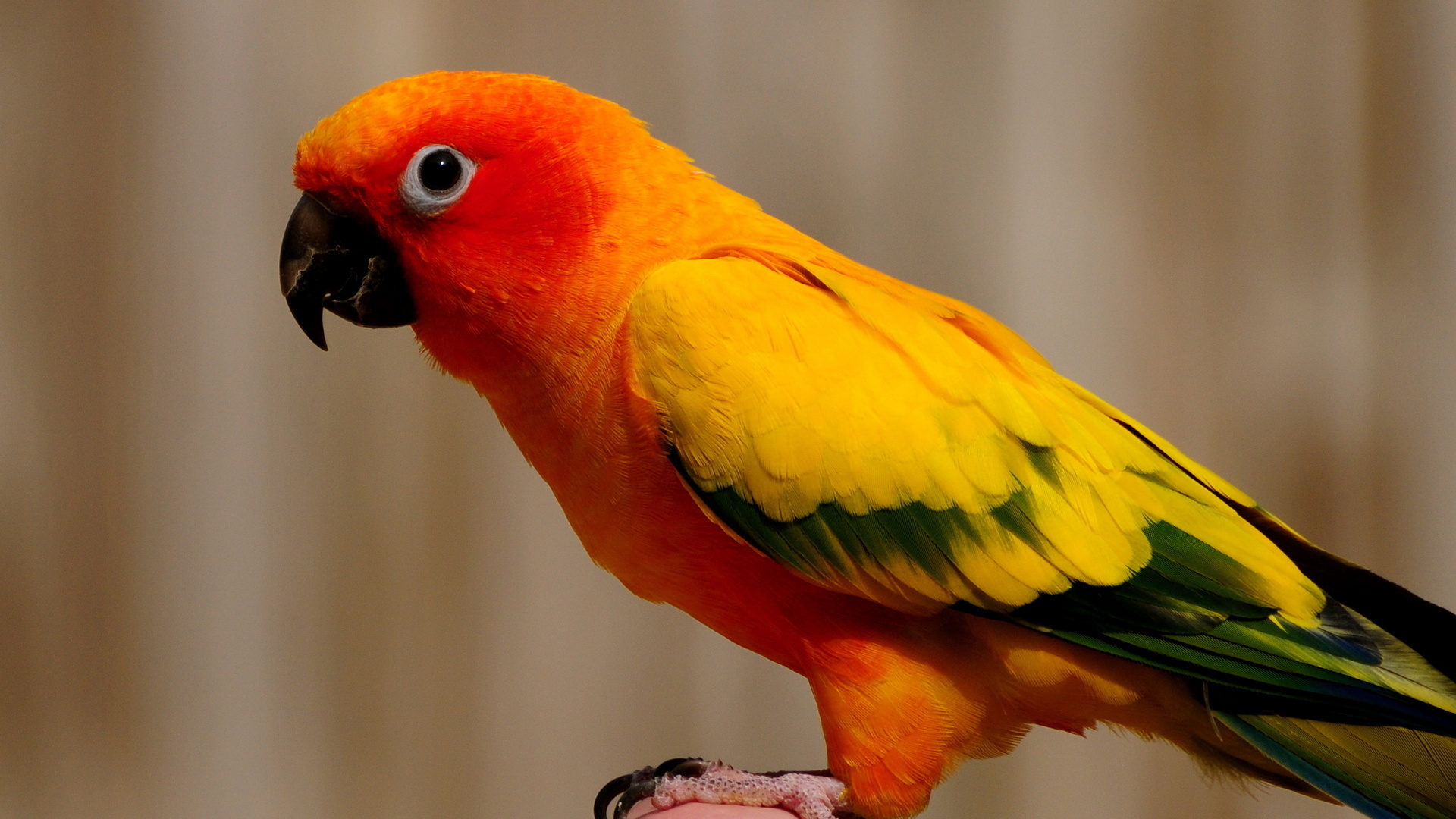 Hình nền chim vẹt sặc sỡ và đáng yêu nhất thế giới - [Kích thước hình ảnh: 1920x1080 px]