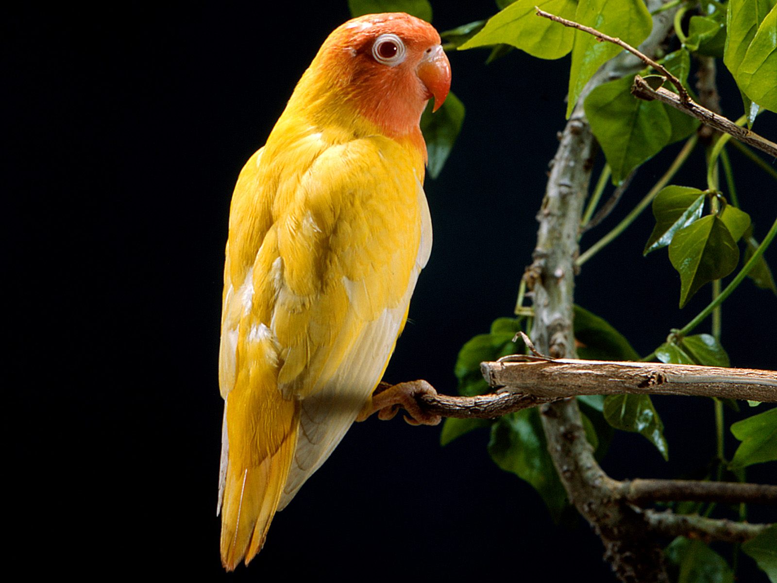 Hình nền chim vẹt sặc sỡ và đáng yêu nhất thế giới - [Kích thước hình ảnh: 1600x1200 px]