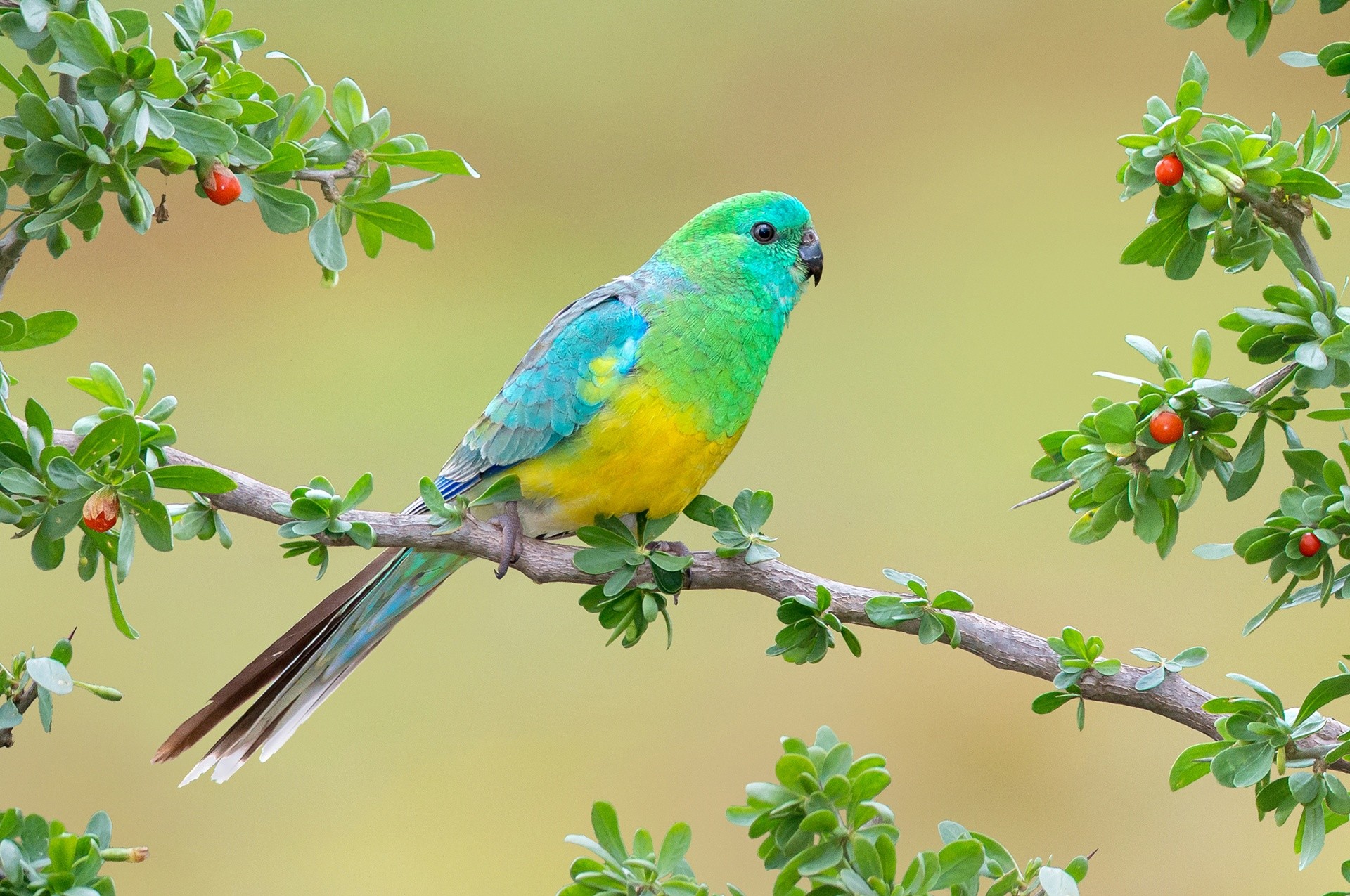 Hình nền chim vẹt sặc sỡ và đáng yêu nhất thế giới - [Kích thước hình ảnh: 1920x1275 px]