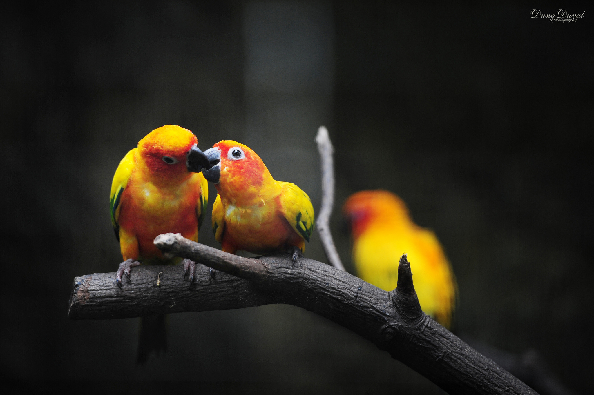 Hình nền chim vẹt sặc sỡ và đáng yêu nhất thế giới - [Kích thước hình ảnh: 2048x1363 px]