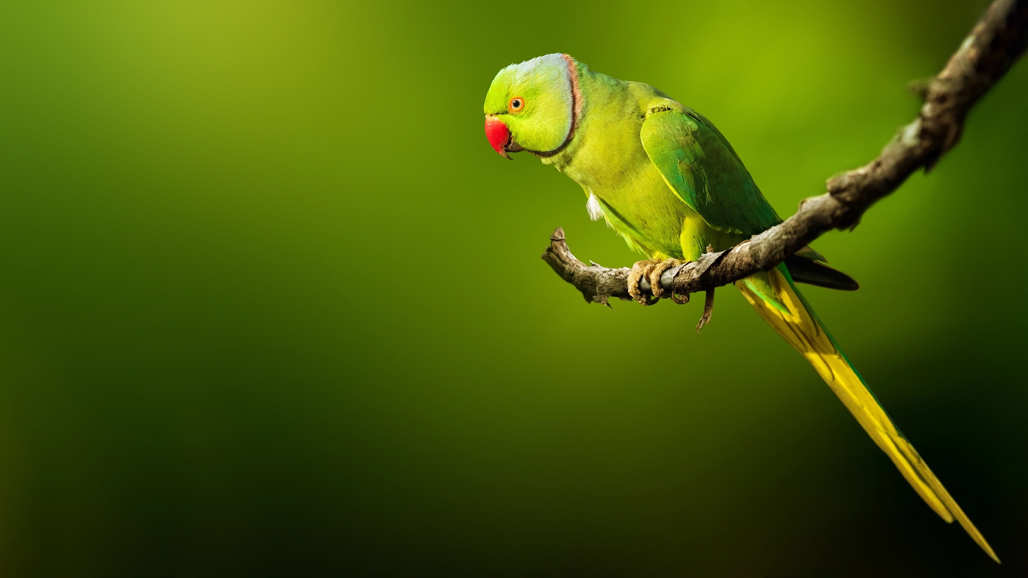 Hình nền chim vẹt sặc sỡ và đáng yêu nhất thế giới - [Kích thước hình ảnh: 2048x1152 px]