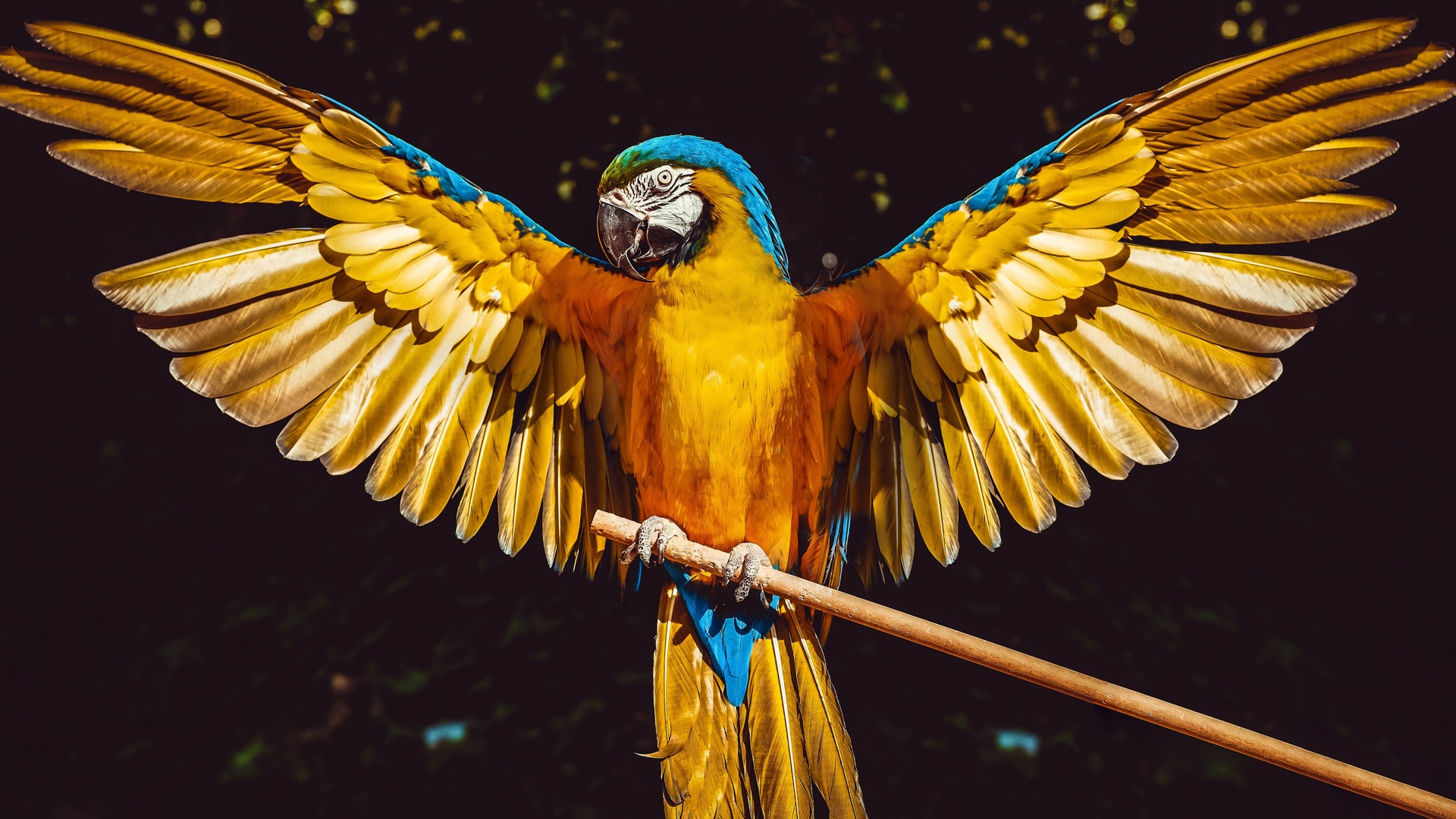 Hình nền chim vẹt sặc sỡ và đáng yêu nhất thế giới - [Kích thước hình ảnh: 1920x1080 px]