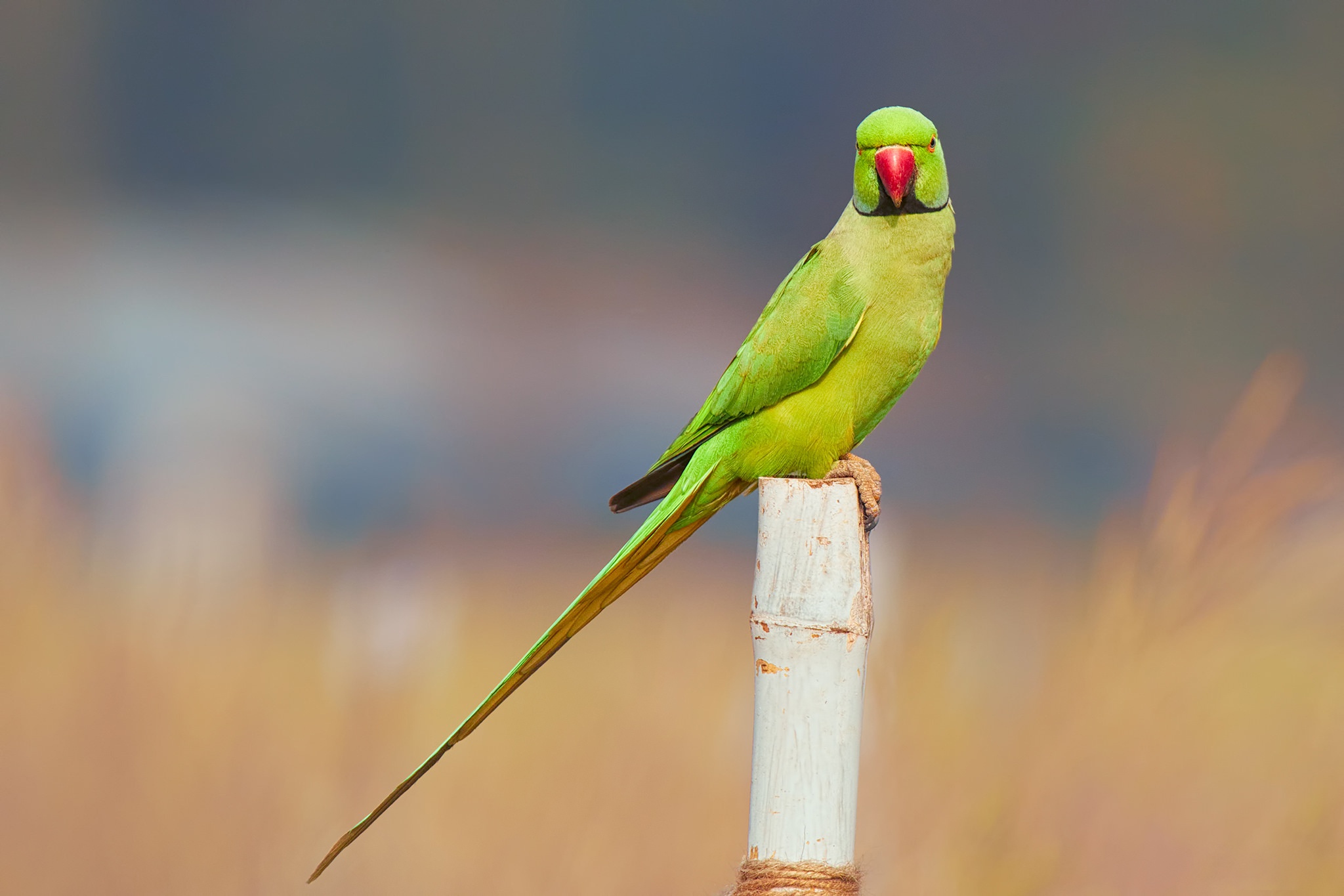 Hình nền chim vẹt sặc sỡ và đáng yêu nhất thế giới - [Kích thước hình ảnh: 2048x1365 px]