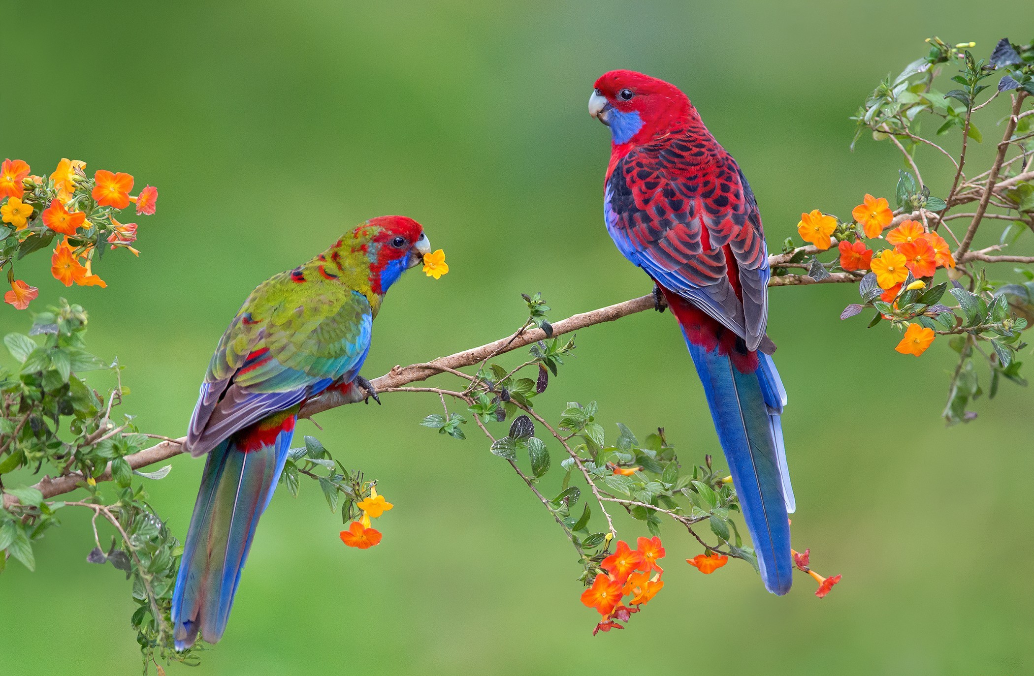 Hình nền chim vẹt sặc sỡ và đáng yêu nhất thế giới - [Kích thước hình ảnh: 2100x1374 px]