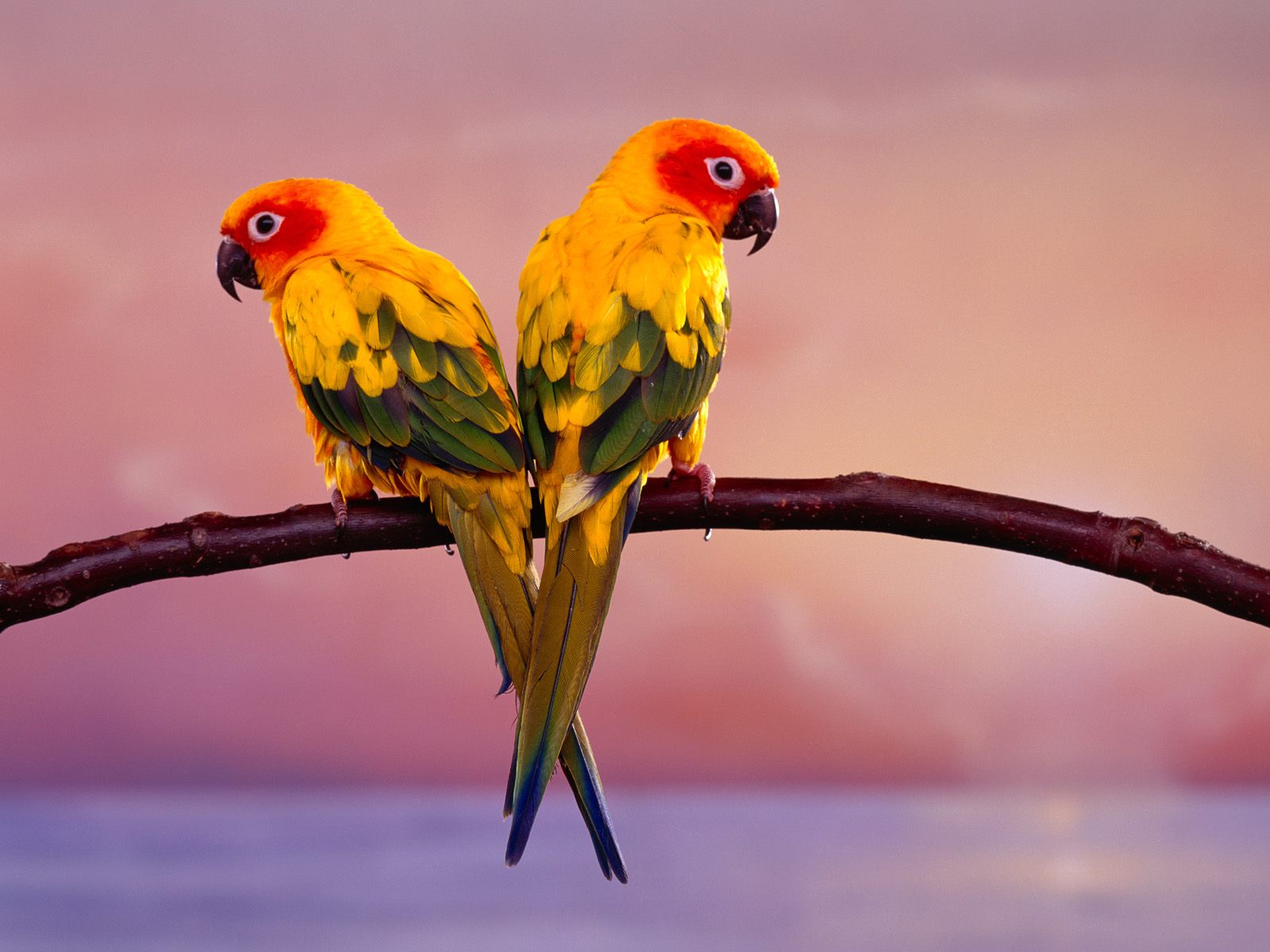 Hình nền chim vẹt sặc sỡ và đáng yêu nhất thế giới - [Kích thước hình ảnh: 1600x1200 px]