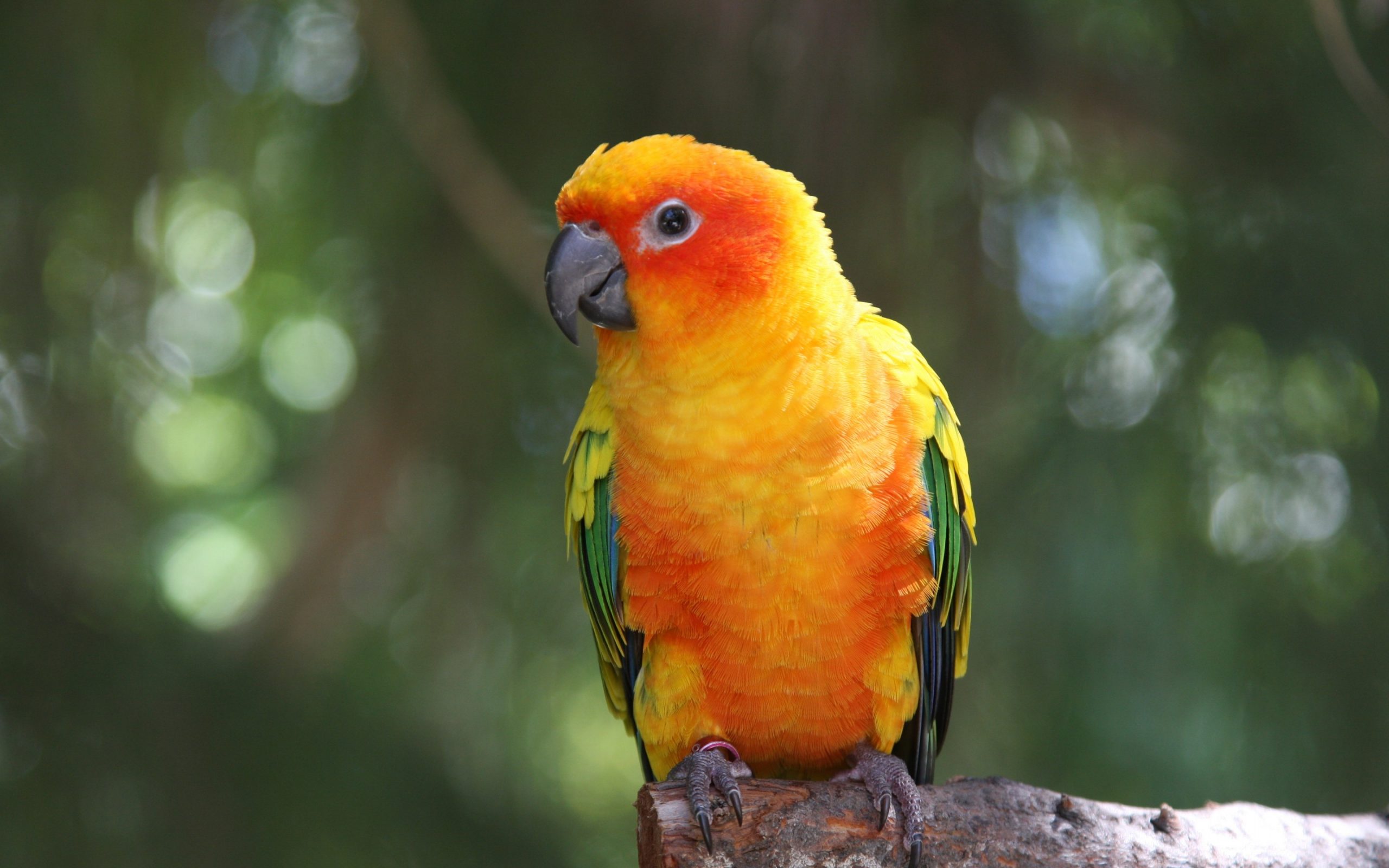 Hình nền chim vẹt sặc sỡ và đáng yêu nhất thế giới - [Kích thước hình ảnh: 2560x1600 px]