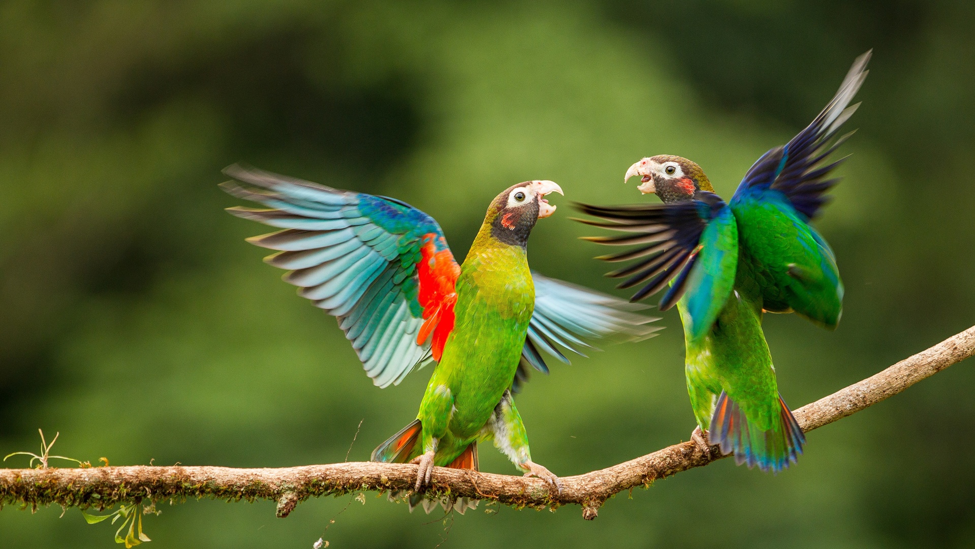Hình nền chim vẹt sặc sỡ và đáng yêu nhất thế giới - [Kích thước hình ảnh: 1919x1080 px]