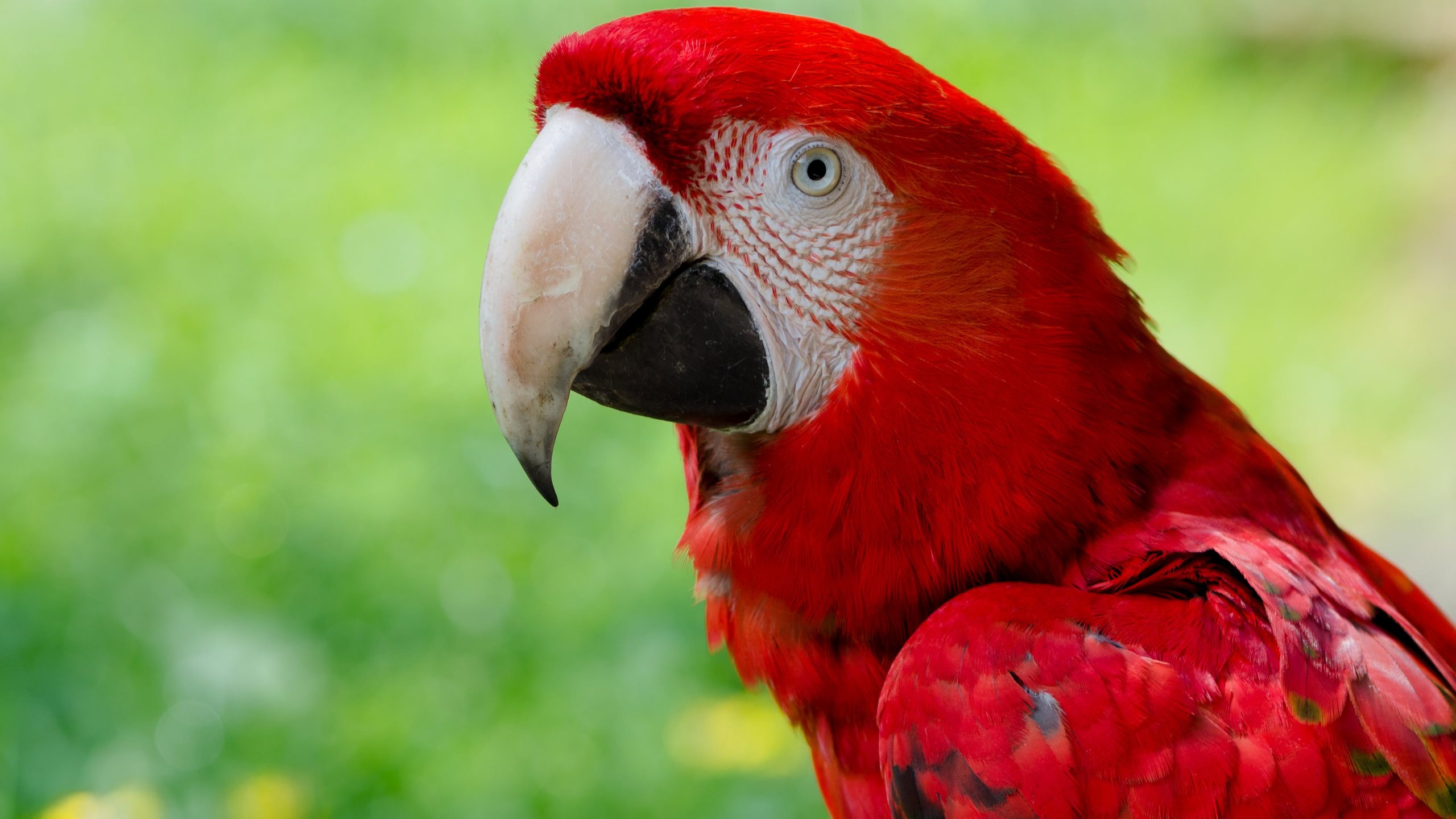 Hình nền chim vẹt sặc sỡ và đáng yêu nhất thế giới - [Kích thước hình ảnh: 2560x1440 px]