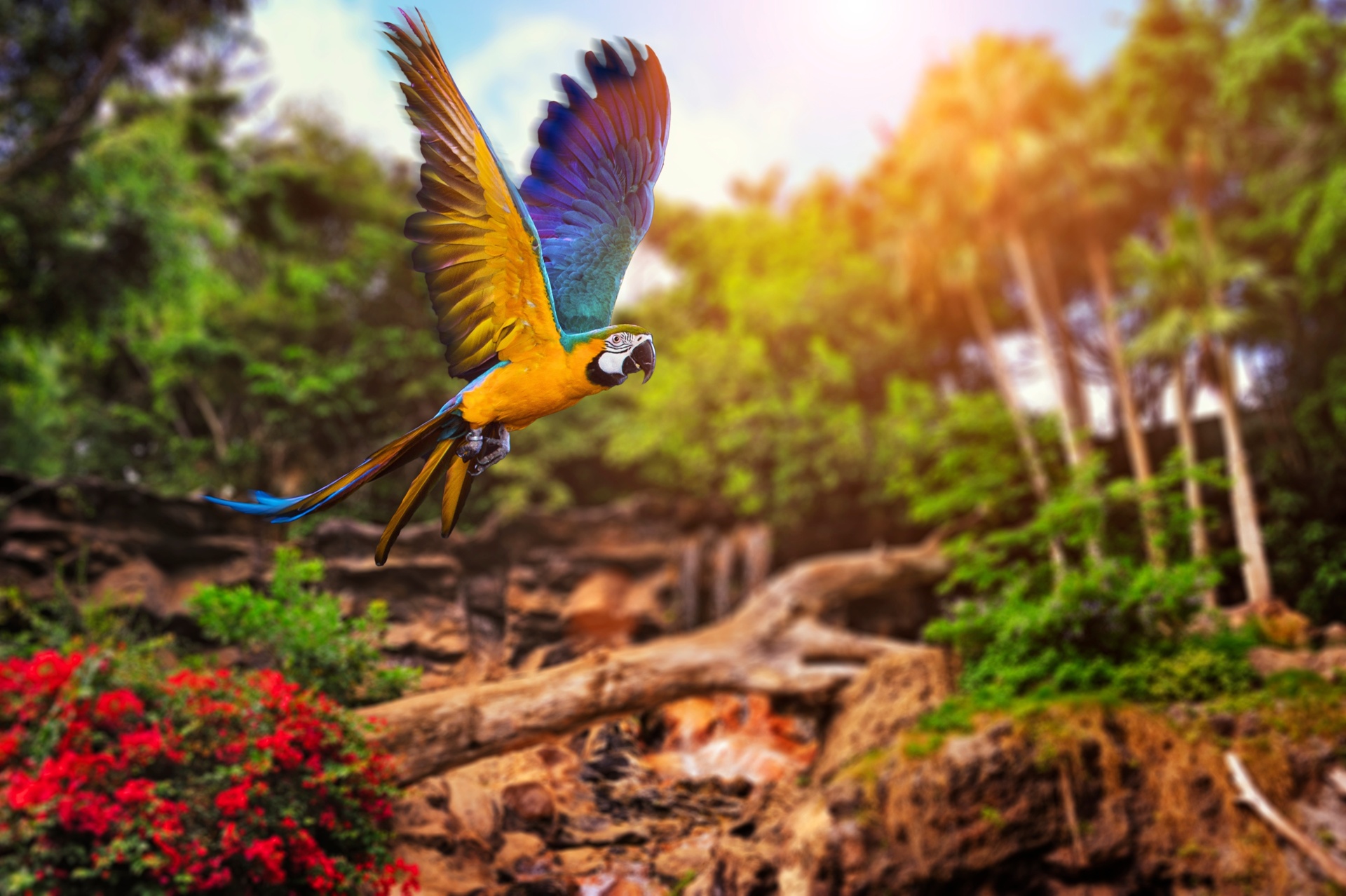 Hình nền chim vẹt sặc sỡ và đáng yêu nhất thế giới - [Kích thước hình ảnh: 1920x1278 px]