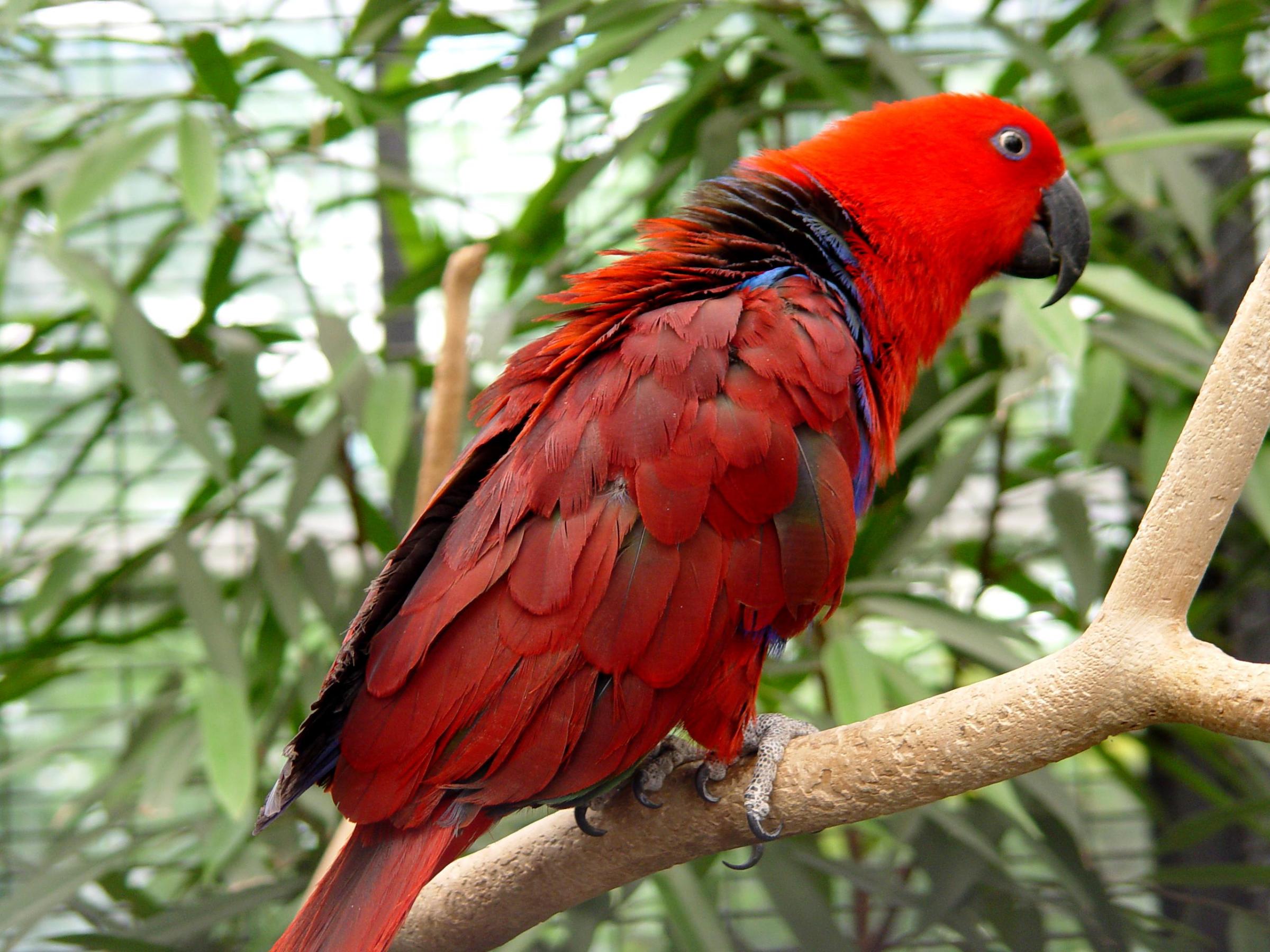 Hình nền chim vẹt sặc sỡ và đáng yêu nhất thế giới - [Kích thước hình ảnh: 2400x1800 px]