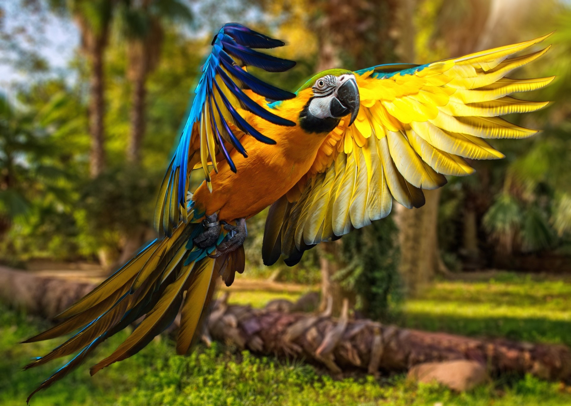 Hình nền chim vẹt sặc sỡ và đáng yêu nhất thế giới - [Kích thước hình ảnh: 1920x1363 px]