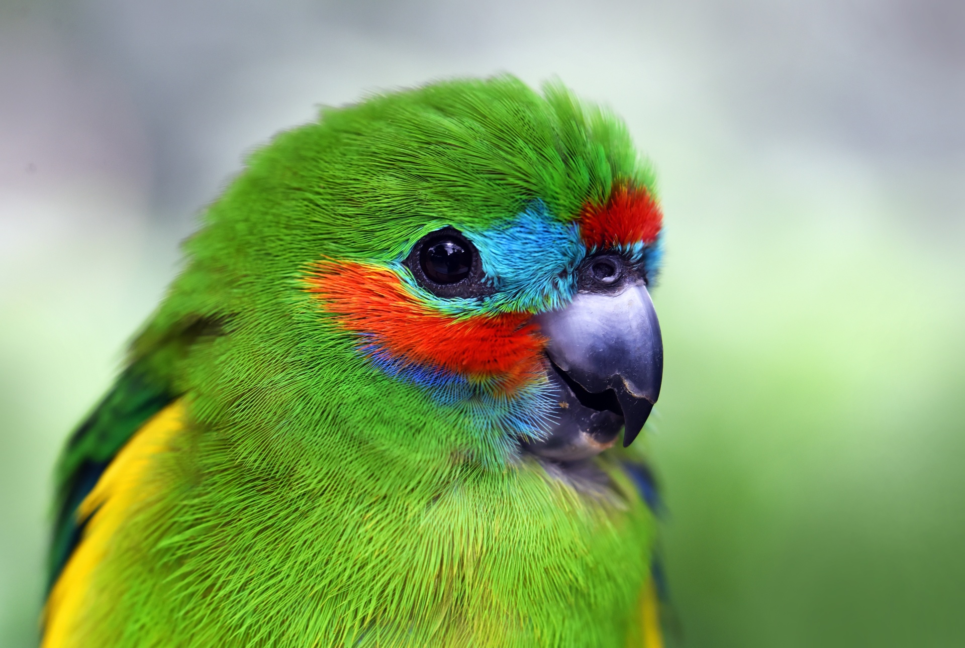 Hình nền chim vẹt sặc sỡ và đáng yêu nhất thế giới - [Kích thước hình ảnh: 1920x1290 px]