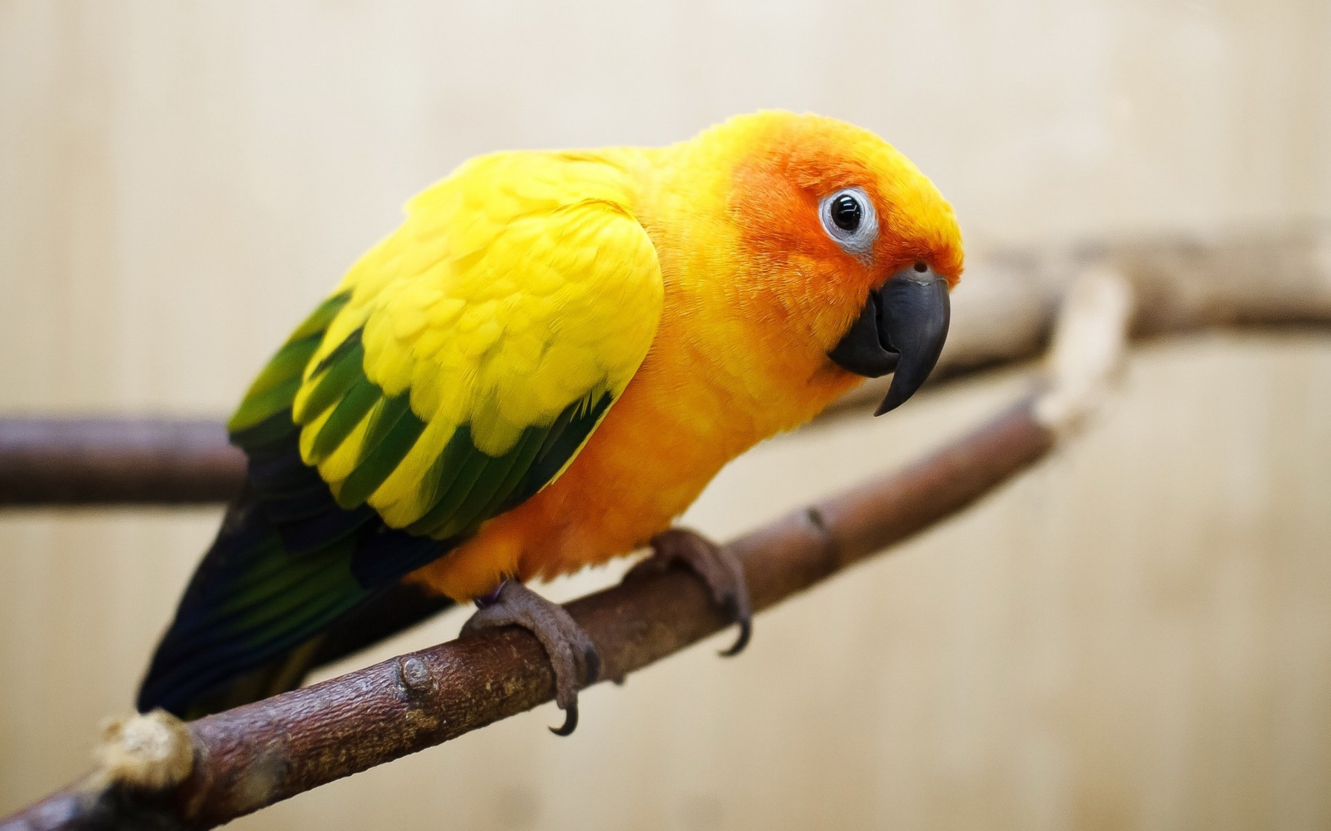 Hình nền chim vẹt sặc sỡ và đáng yêu nhất thế giới - [Kích thước hình ảnh: 1920x1200 px]