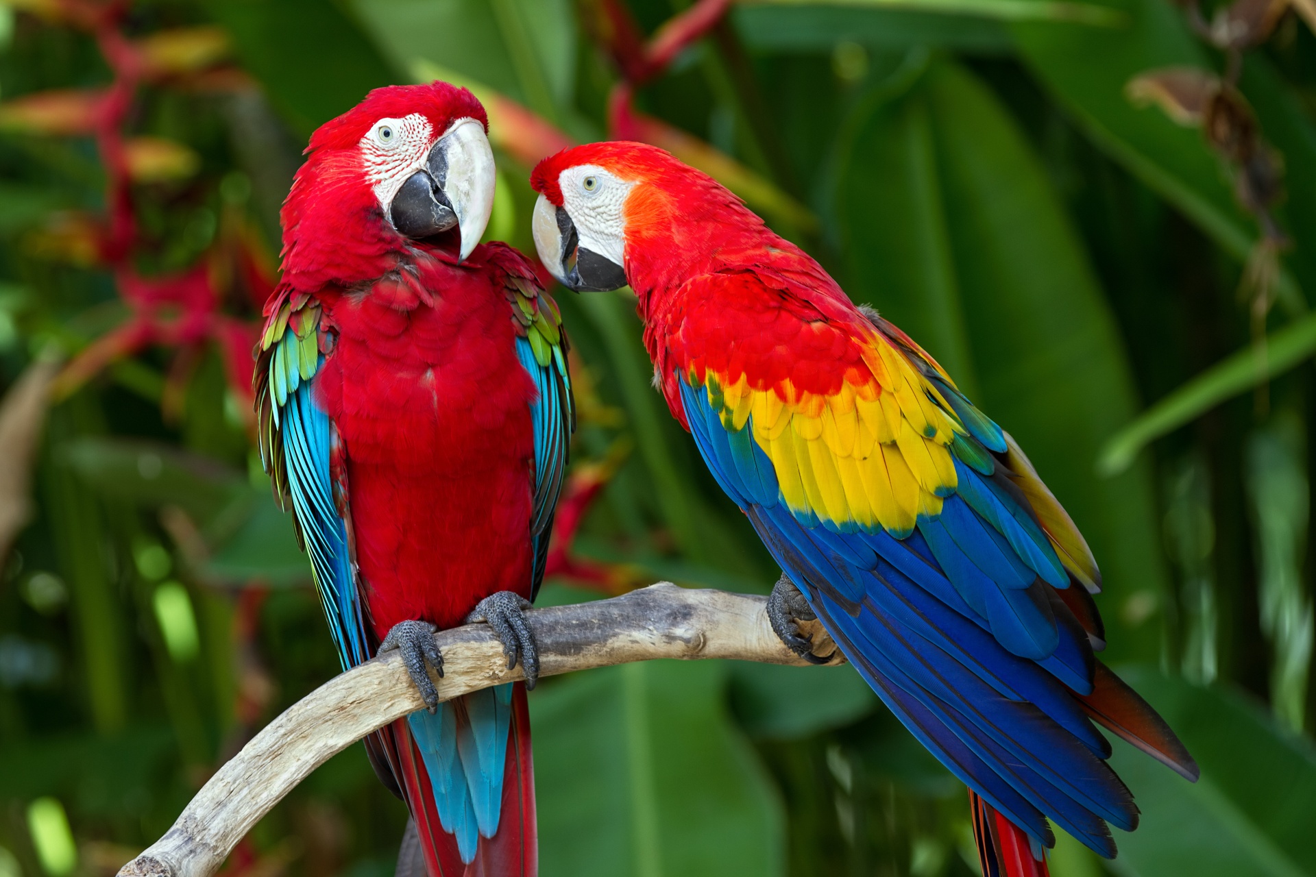 Hình nền chim vẹt sặc sỡ và đáng yêu nhất thế giới - [Kích thước hình ảnh: 1920x1280 px]