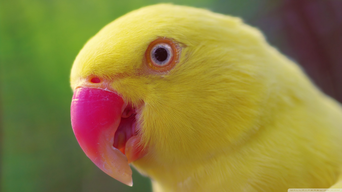 Hình nền chim vẹt sặc sỡ và đáng yêu nhất thế giới - [Kích thước hình ảnh: 1366x768 px]