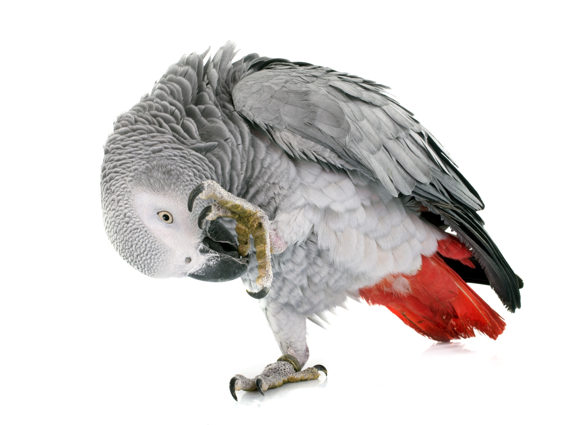 Hình nền chim vẹt sặc sỡ và đáng yêu nhất thế giới - [Kích thước hình ảnh: 1920x1399 px]