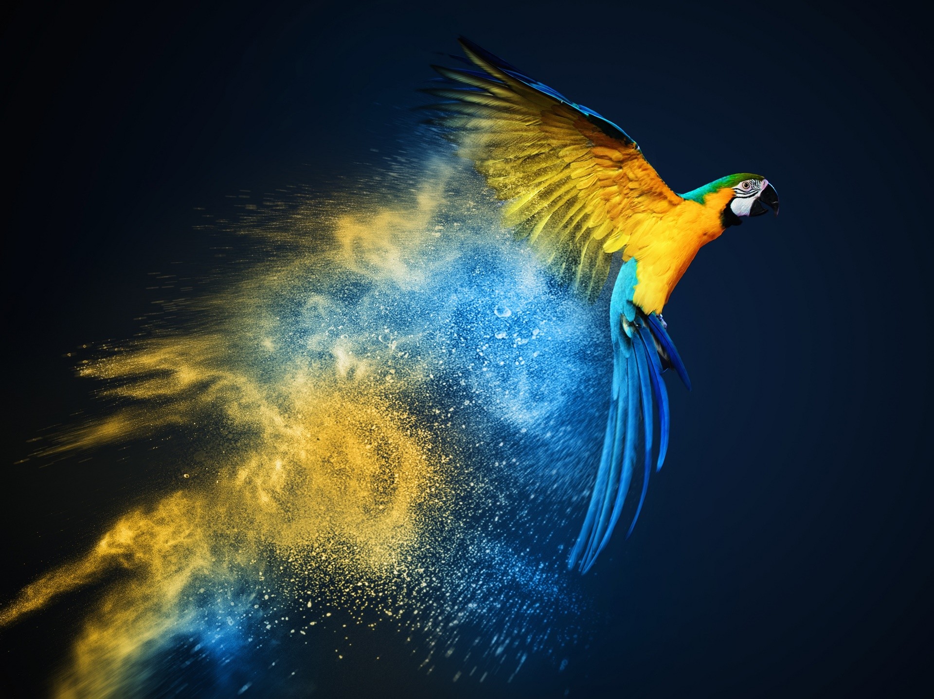 Hình nền chim vẹt sặc sỡ và đáng yêu nhất thế giới - [Kích thước hình ảnh: 1920x1437 px]