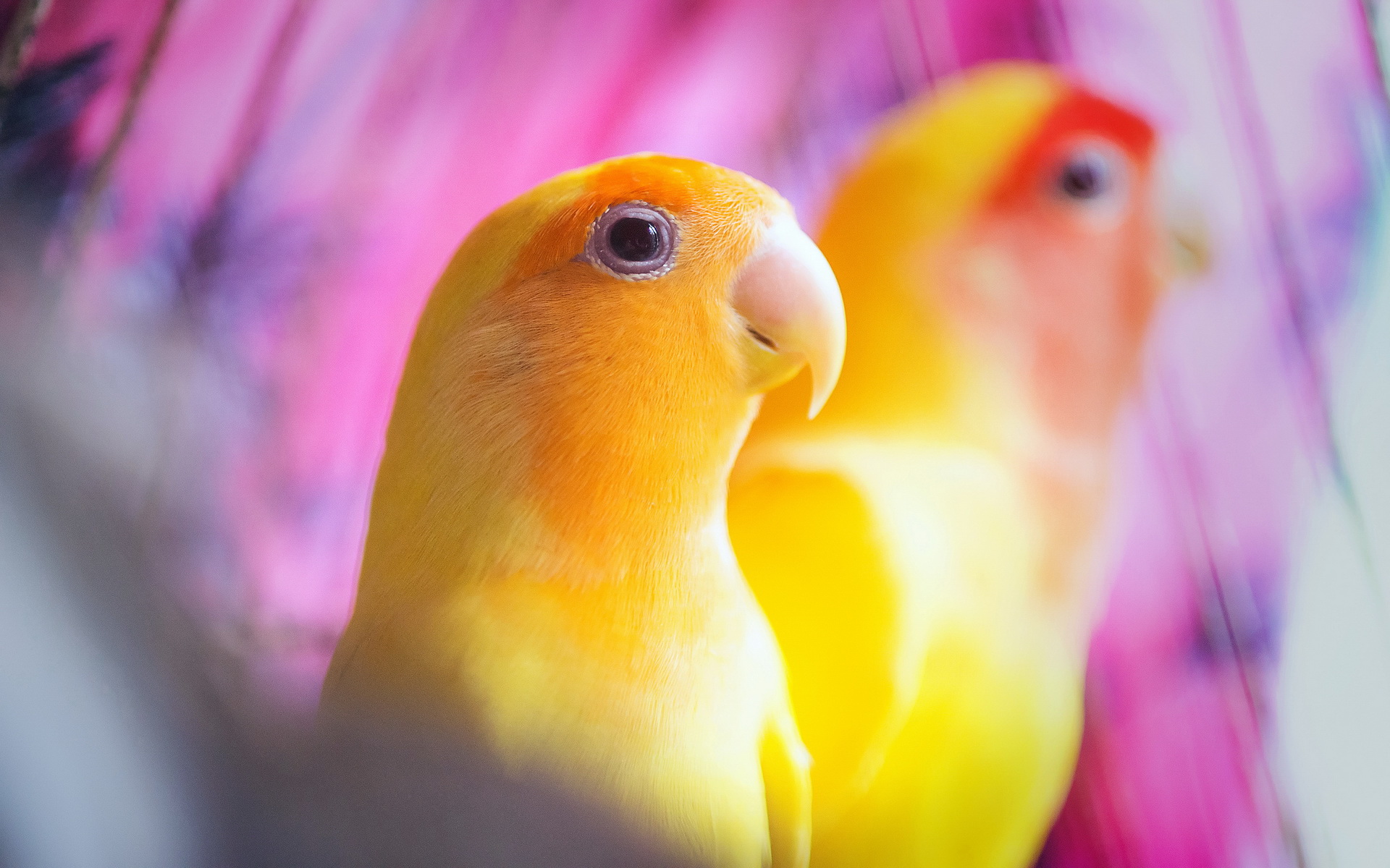 Hình nền chim vẹt sặc sỡ và đáng yêu nhất thế giới - [Kích thước hình ảnh: 1920x1200 px]
