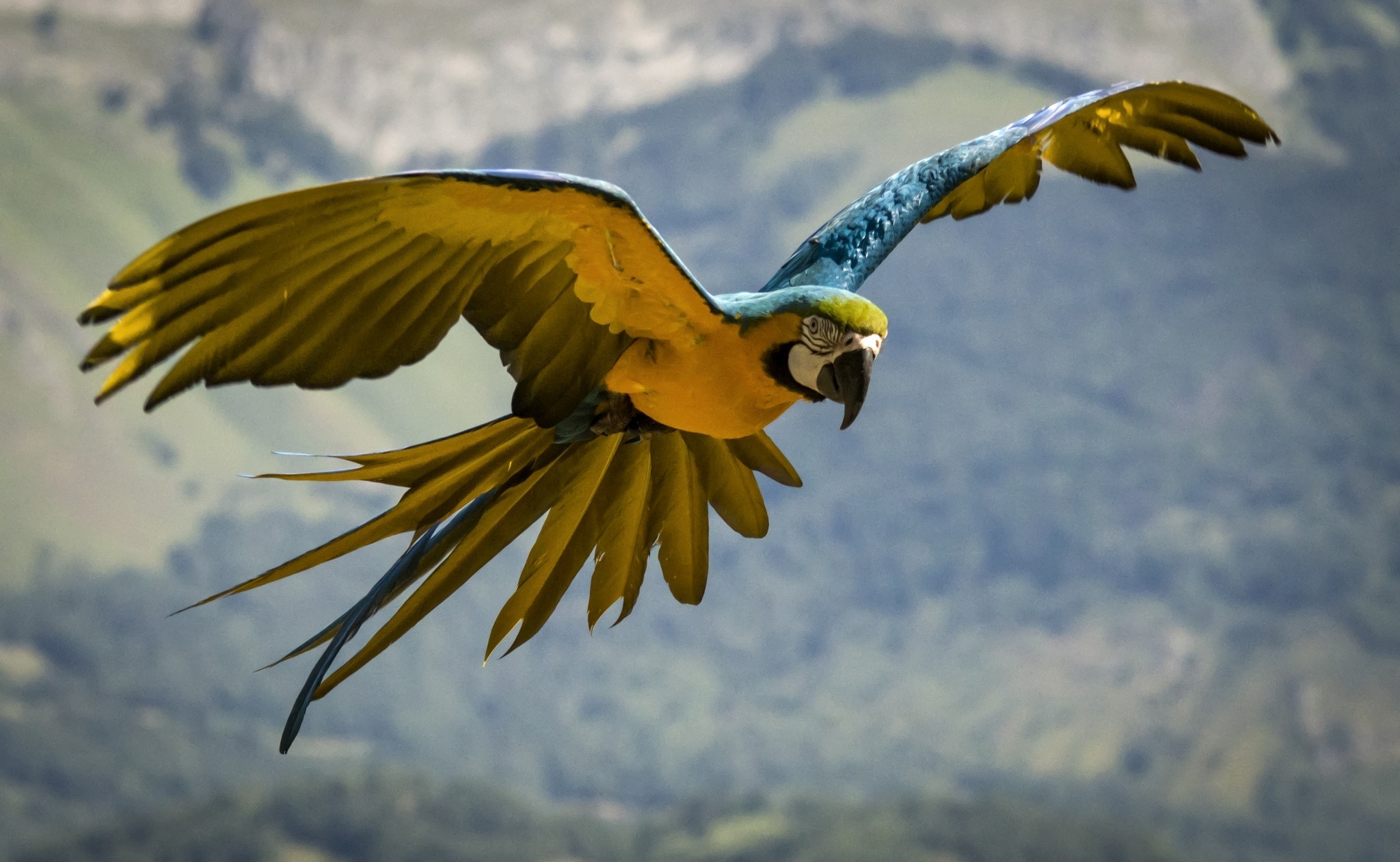 Hình nền chim vẹt sặc sỡ và đáng yêu nhất thế giới - [Kích thước hình ảnh: 2048x1260 px]