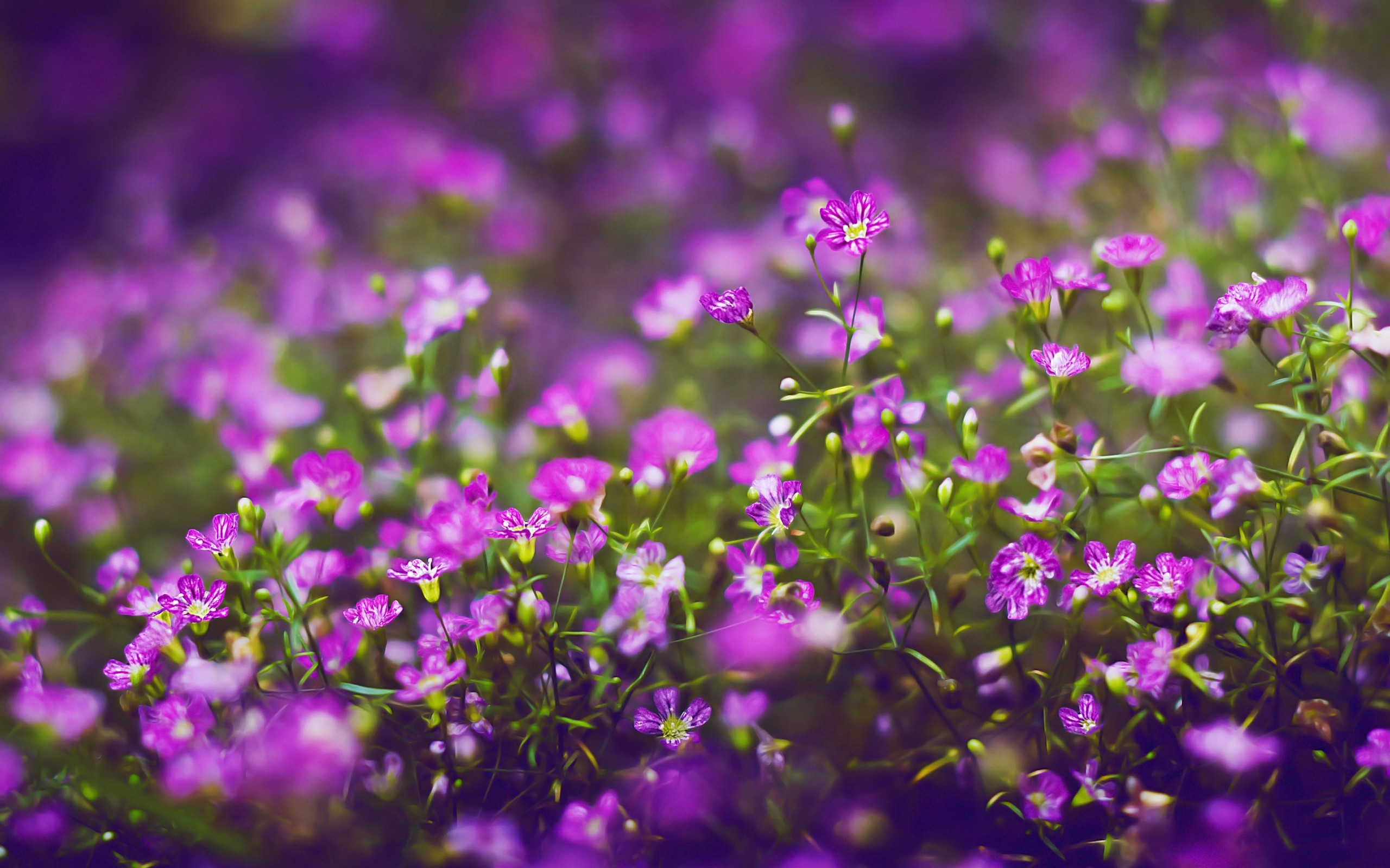 Tổng hợp những hình ảnh đẹp, status hay ý nghĩa về hoa dại - [Kích thước hình ảnh: 2560x1600 px]