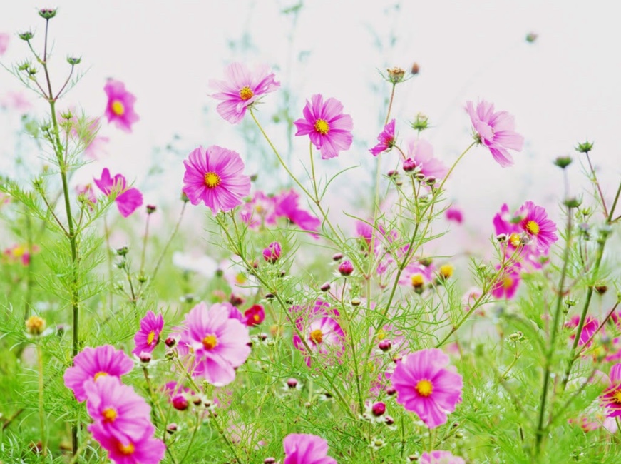 Tổng hợp những hình ảnh đẹp, status hay ý nghĩa về hoa dại - [Kích thước hình ảnh: 871x650 px]