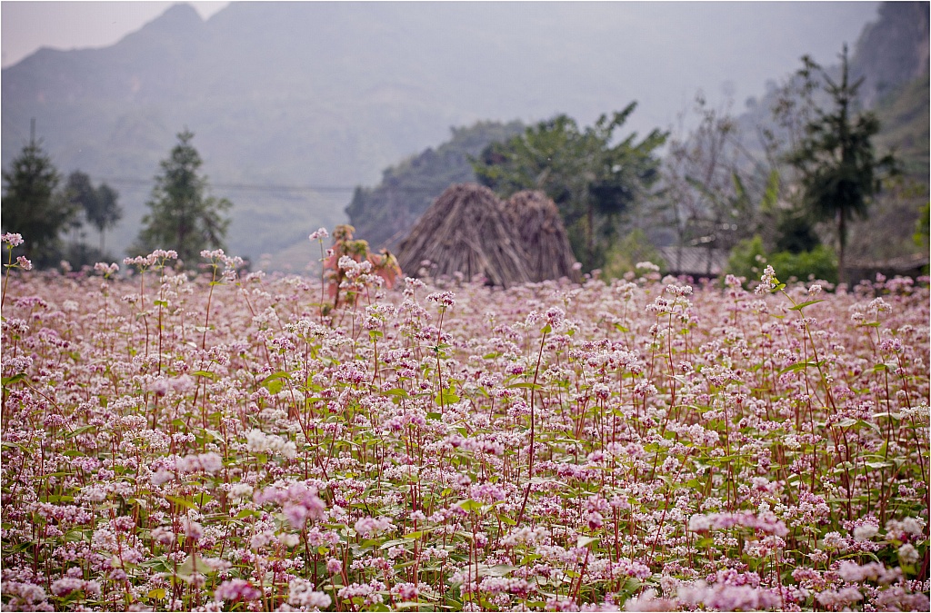 Tổng hợp những hình ảnh đẹp ý nghĩa về hoa tam giác mạch – loài hoa của núi rừng Tây Bắc - [Kích thước hình ảnh: 1024x675 px]