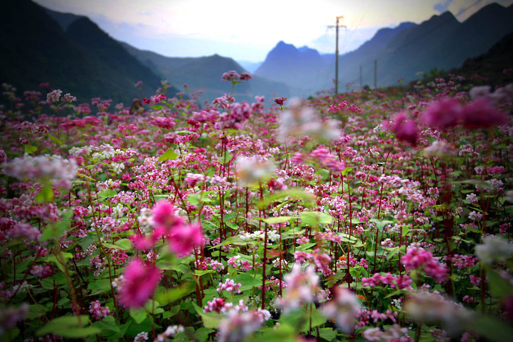 Tổng hợp những hình ảnh đẹp ý nghĩa về hoa tam giác mạch – loài hoa của núi rừng Tây Bắc - [Kích thước hình ảnh: 1000x667 px]