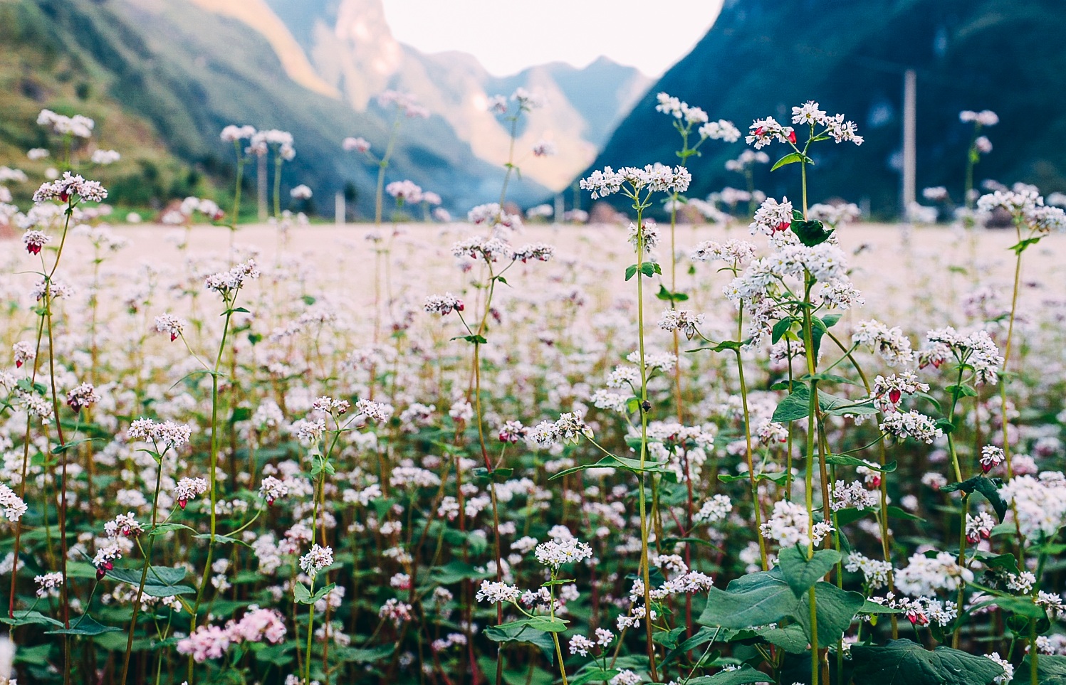Tổng hợp những hình ảnh đẹp ý nghĩa về hoa tam giác mạch – loài hoa của núi rừng Tây Bắc - [Kích thước hình ảnh: 1497x963 px]