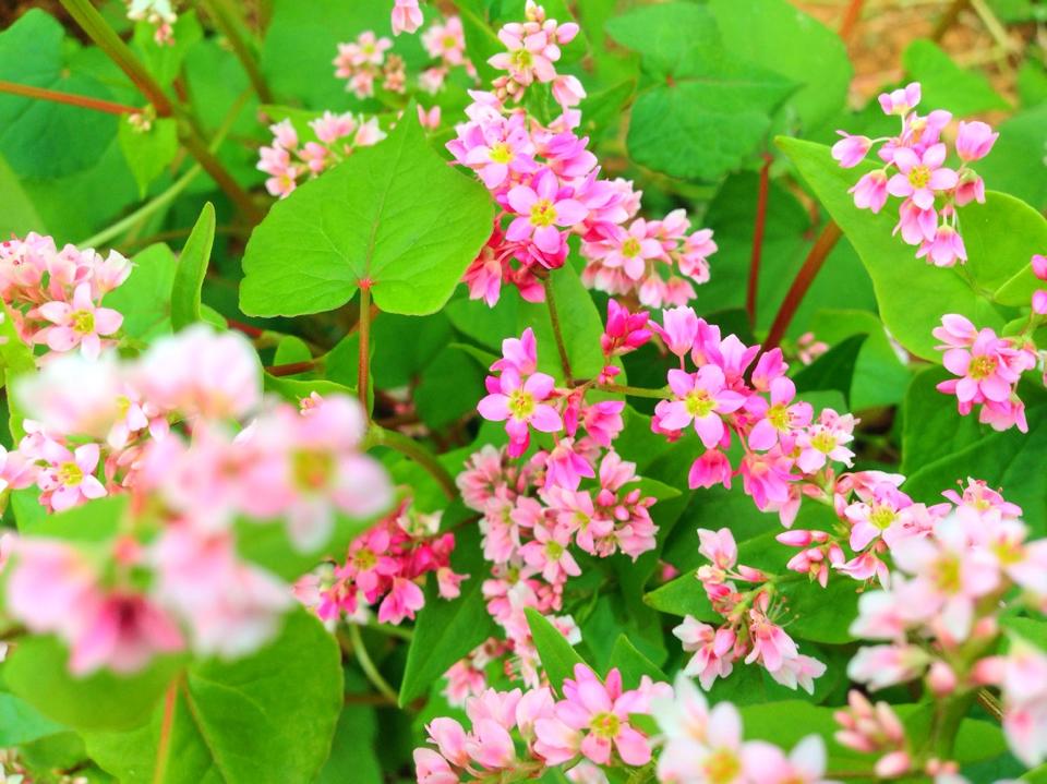 Tổng hợp những hình ảnh đẹp ý nghĩa về hoa tam giác mạch – loài hoa của núi rừng Tây Bắc - [Kích thước hình ảnh: 960x719 px]