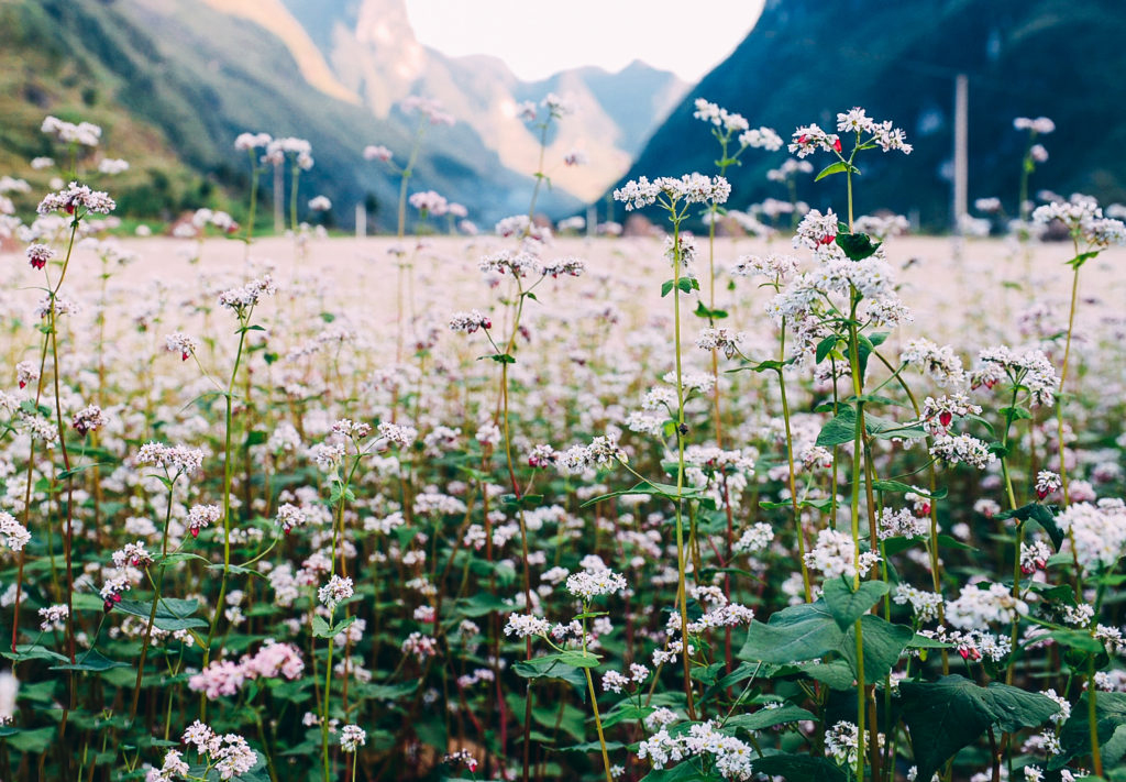 Tổng hợp những hình ảnh đẹp ý nghĩa về hoa tam giác mạch – loài hoa của núi rừng Tây Bắc - [Kích thước hình ảnh: 1024x711 px]