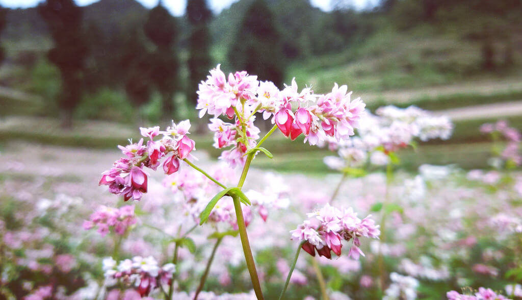 Tổng hợp những hình ảnh đẹp ý nghĩa về hoa tam giác mạch – loài hoa của núi rừng Tây Bắc - [Kích thước hình ảnh: 1024x588 px]