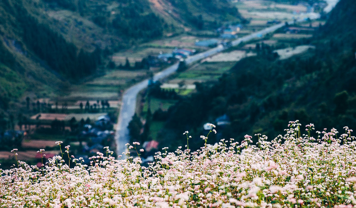 Tổng hợp những hình ảnh đẹp ý nghĩa về hoa tam giác mạch – loài hoa của núi rừng Tây Bắc - [Kích thước hình ảnh: 1200x700 px]