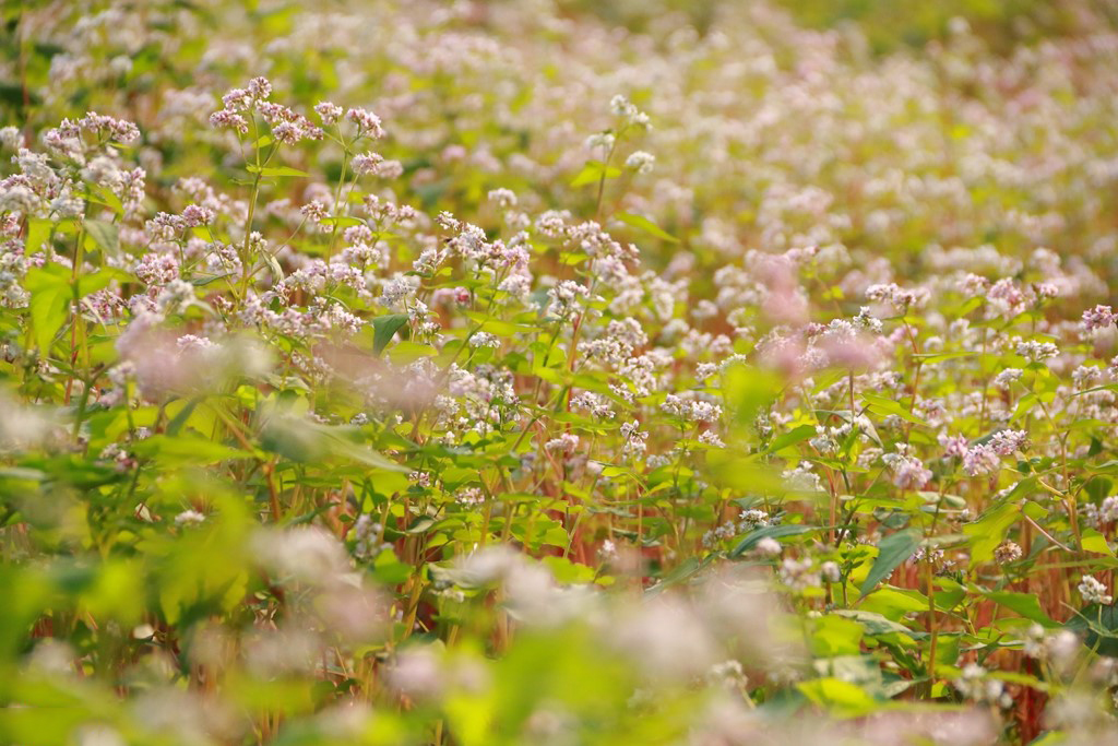 Tổng hợp những hình ảnh đẹp ý nghĩa về hoa tam giác mạch – loài hoa của núi rừng Tây Bắc - [Kích thước hình ảnh: 1024x683 px]