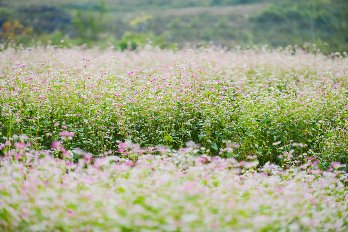 Tổng hợp những hình ảnh đẹp ý nghĩa về hoa tam giác mạch – loài hoa của núi rừng Tây Bắc - [Kích thước hình ảnh: 1200x801 px]