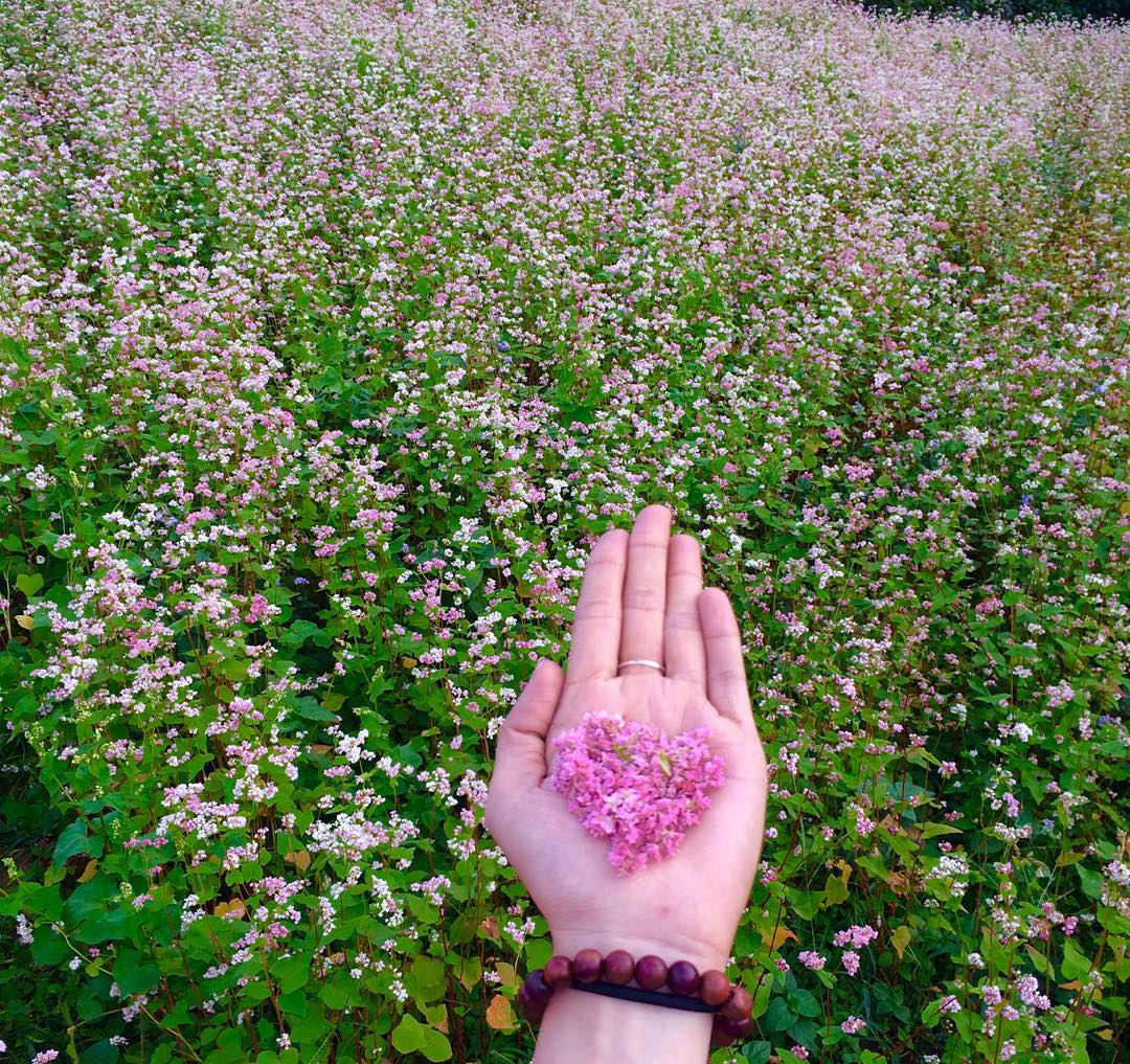 Tổng hợp những hình ảnh đẹp ý nghĩa về hoa tam giác mạch – loài hoa của núi rừng Tây Bắc - [Kích thước hình ảnh: 1080x1017 px]