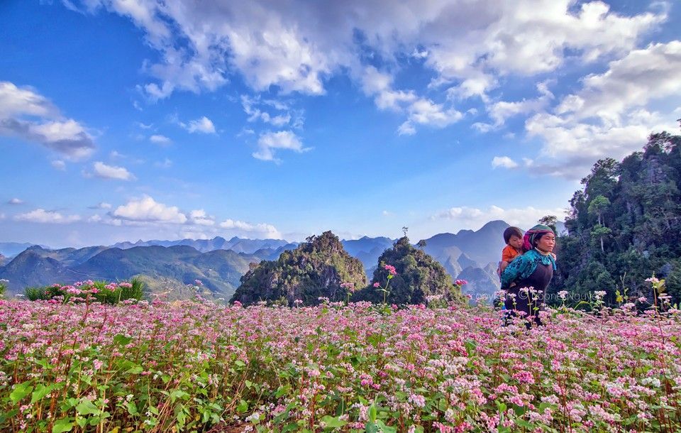 Tổng hợp những hình ảnh đẹp ý nghĩa về hoa tam giác mạch – loài hoa của núi rừng Tây Bắc - [Kích thước hình ảnh: 960x610 px]