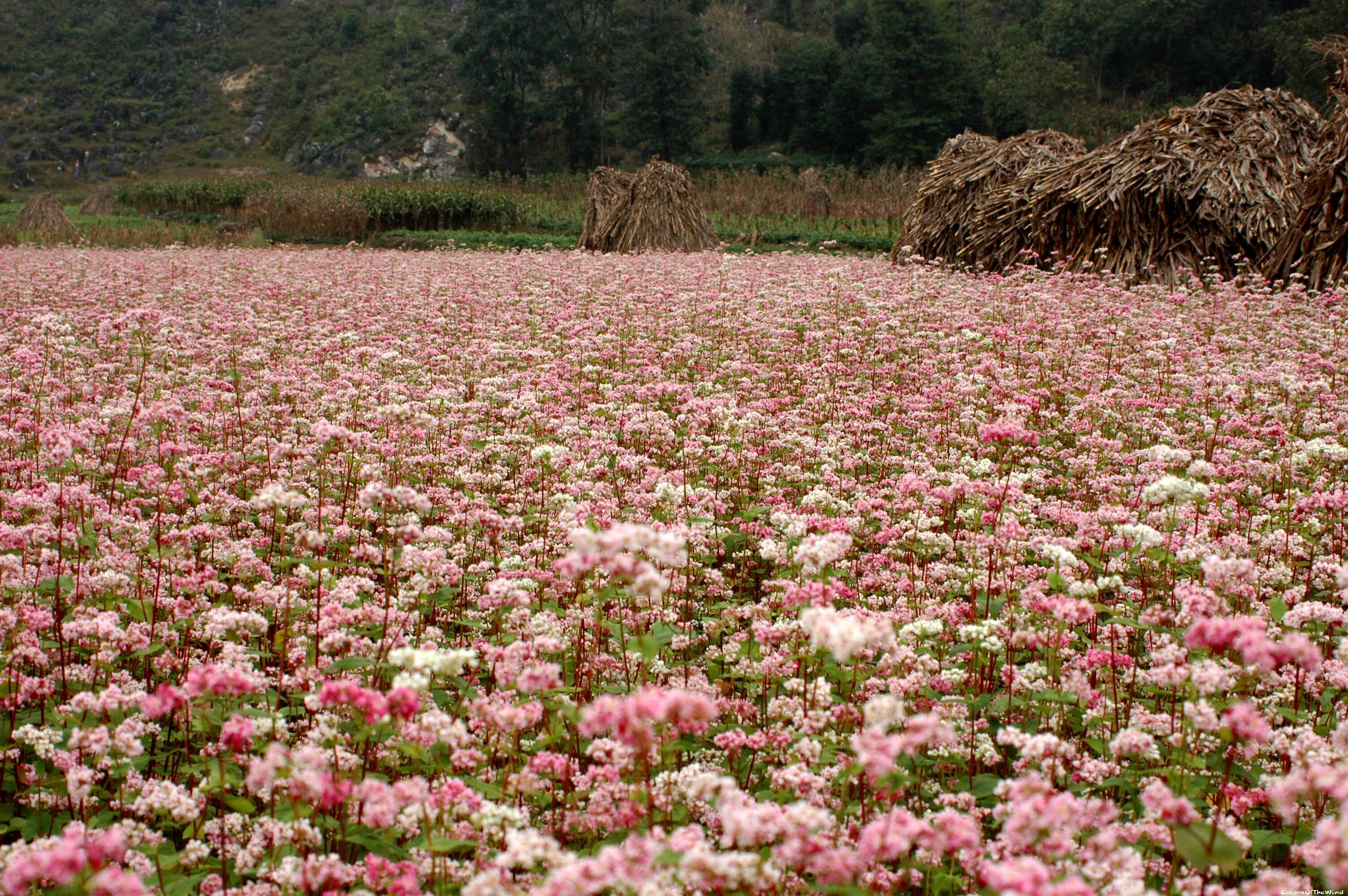 Tổng hợp những hình ảnh đẹp ý nghĩa về hoa tam giác mạch – loài hoa của núi rừng Tây Bắc - [Kích thước hình ảnh: 3008x2000 px]