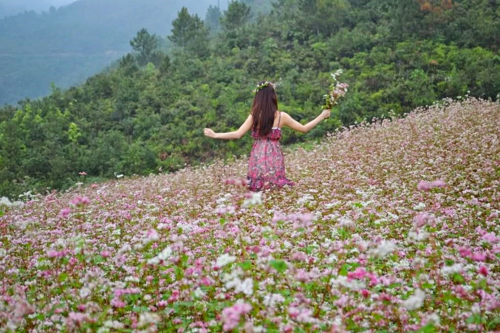 Tổng hợp những hình ảnh đẹp ý nghĩa về hoa tam giác mạch – loài hoa của núi rừng Tây Bắc - [Kích thước hình ảnh: 1023x682 px]