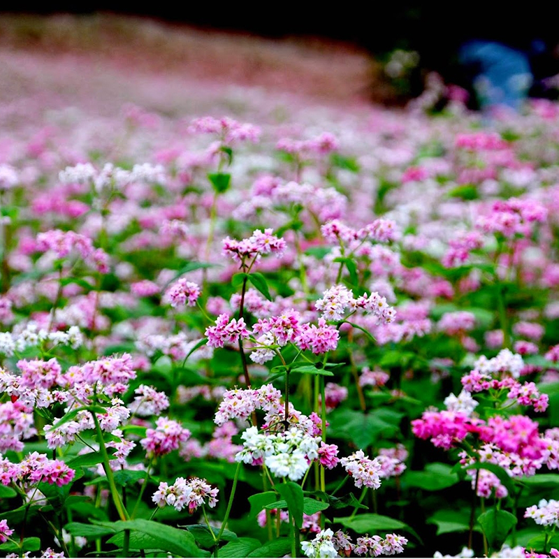 Tổng hợp những hình ảnh đẹp ý nghĩa về hoa tam giác mạch – loài hoa của núi rừng Tây Bắc - [Kích thước hình ảnh: 800x800 px]