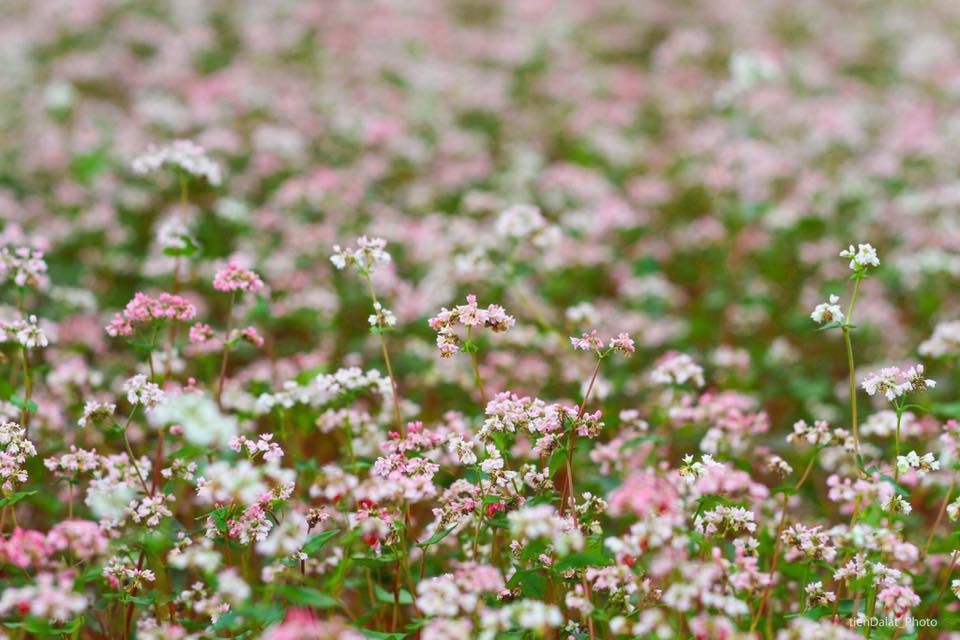 Tổng hợp những hình ảnh đẹp ý nghĩa về hoa tam giác mạch – loài hoa của núi rừng Tây Bắc - [Kích thước hình ảnh: 960x640 px]