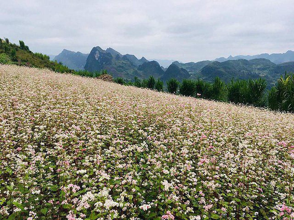 Tổng hợp những hình ảnh đẹp ý nghĩa về hoa tam giác mạch – loài hoa của núi rừng Tây Bắc - [Kích thước hình ảnh: 1000x750 px]