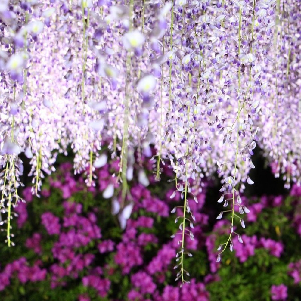 Tuyển tập những hình ảnh đẹp về hoa tử đằng ở “xứ sở Nhật Bản” - [Kích thước hình ảnh: 1000x1000 px]